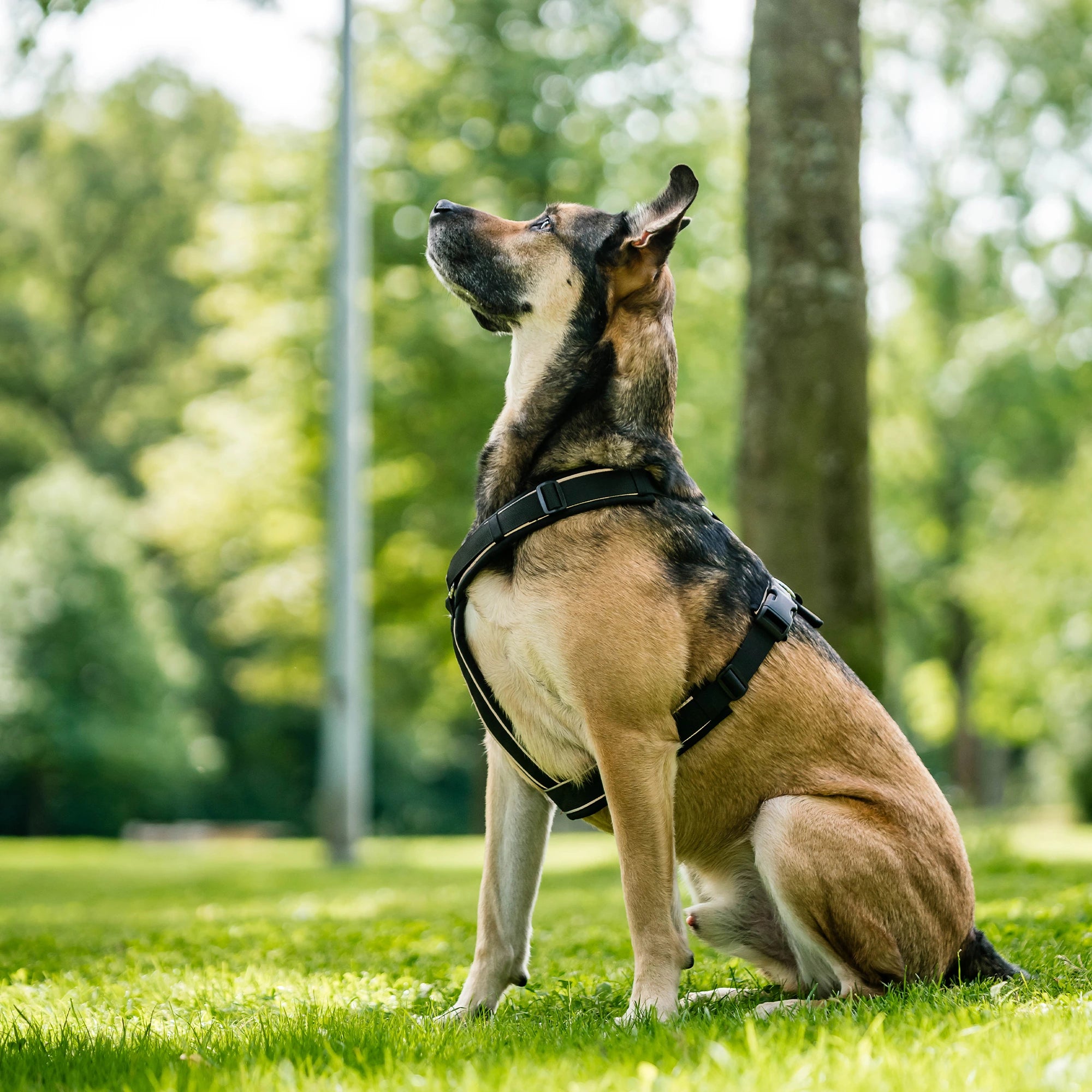 Hund mit schwarzen Y-Geschirr im Park