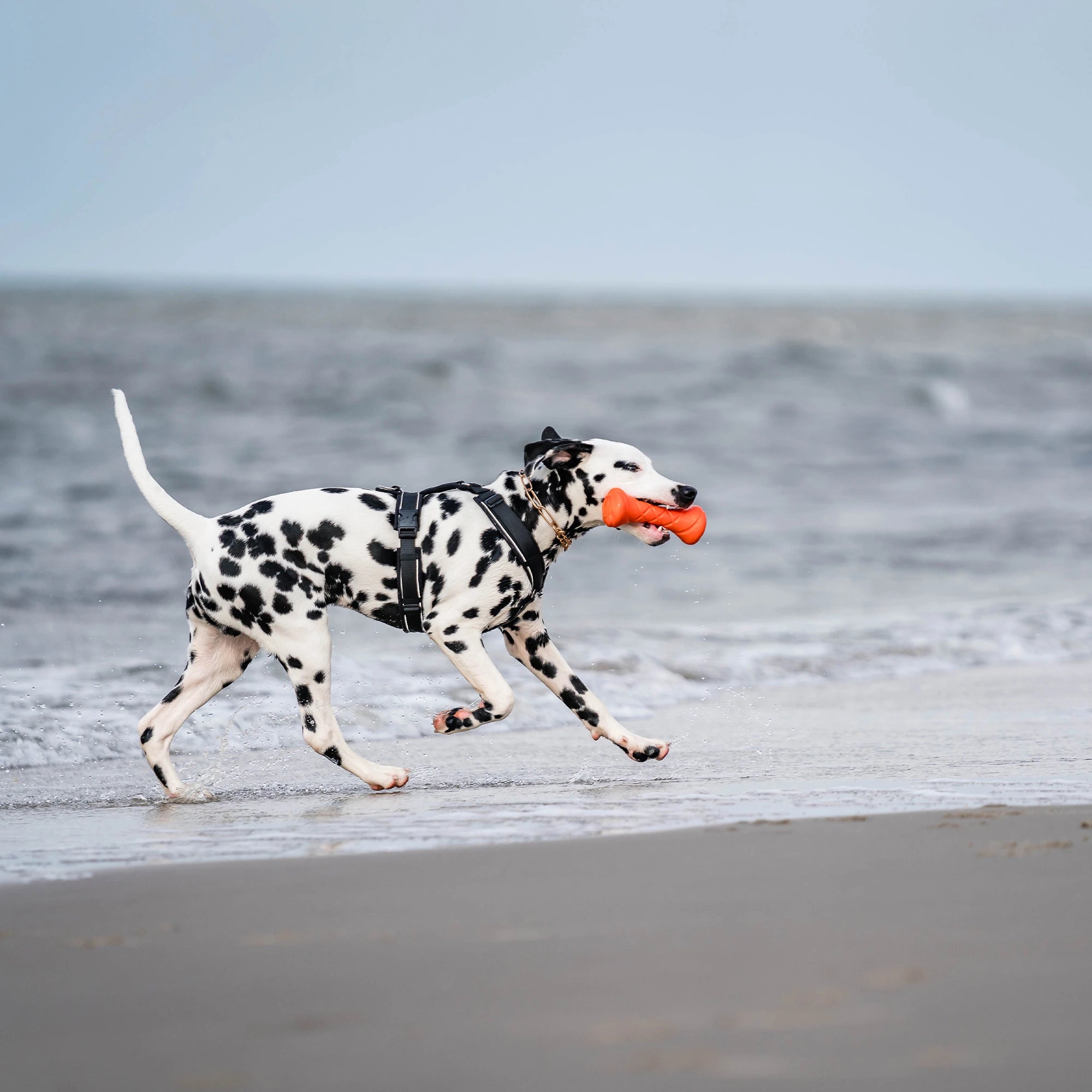 Dalmatiner mit schwarzen Y-Geschirr, Curogan Kettenhalsband und organgener Apportierhantel am Strand