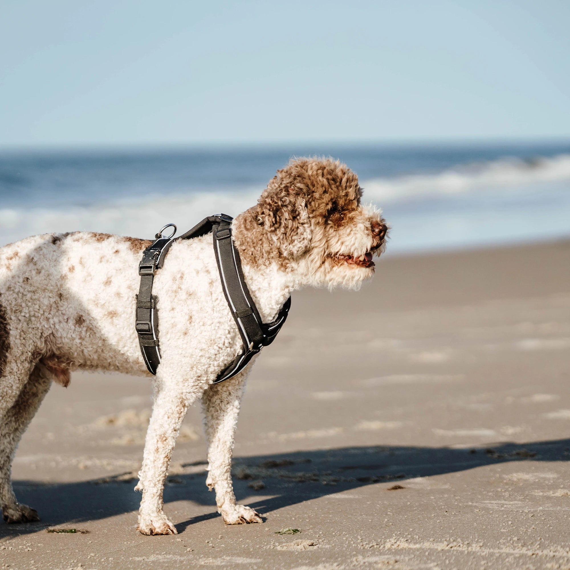 Hund mit schwarzen Y-Geschirr am Strand