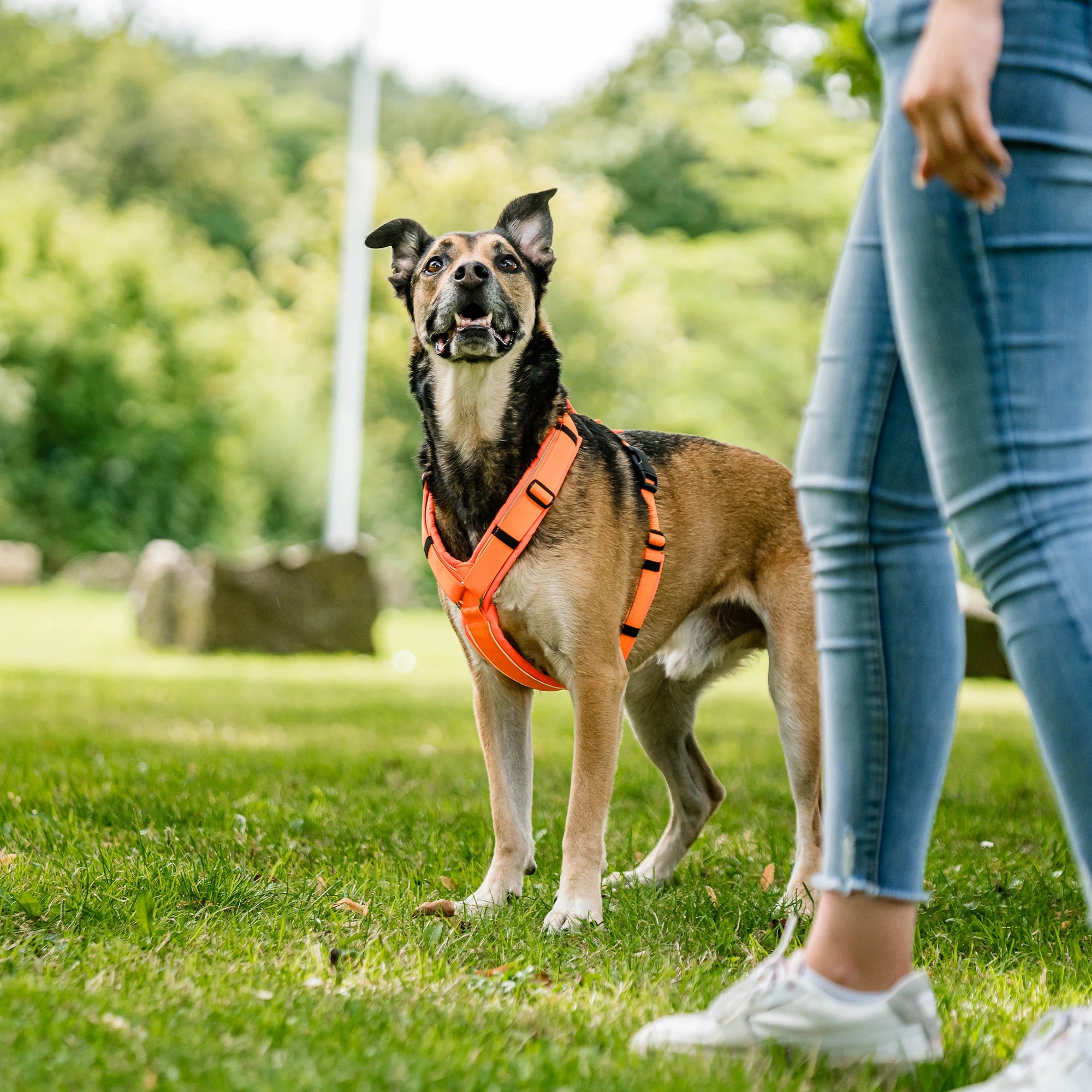 Hund mit orangenen Y-Geschirr im Park