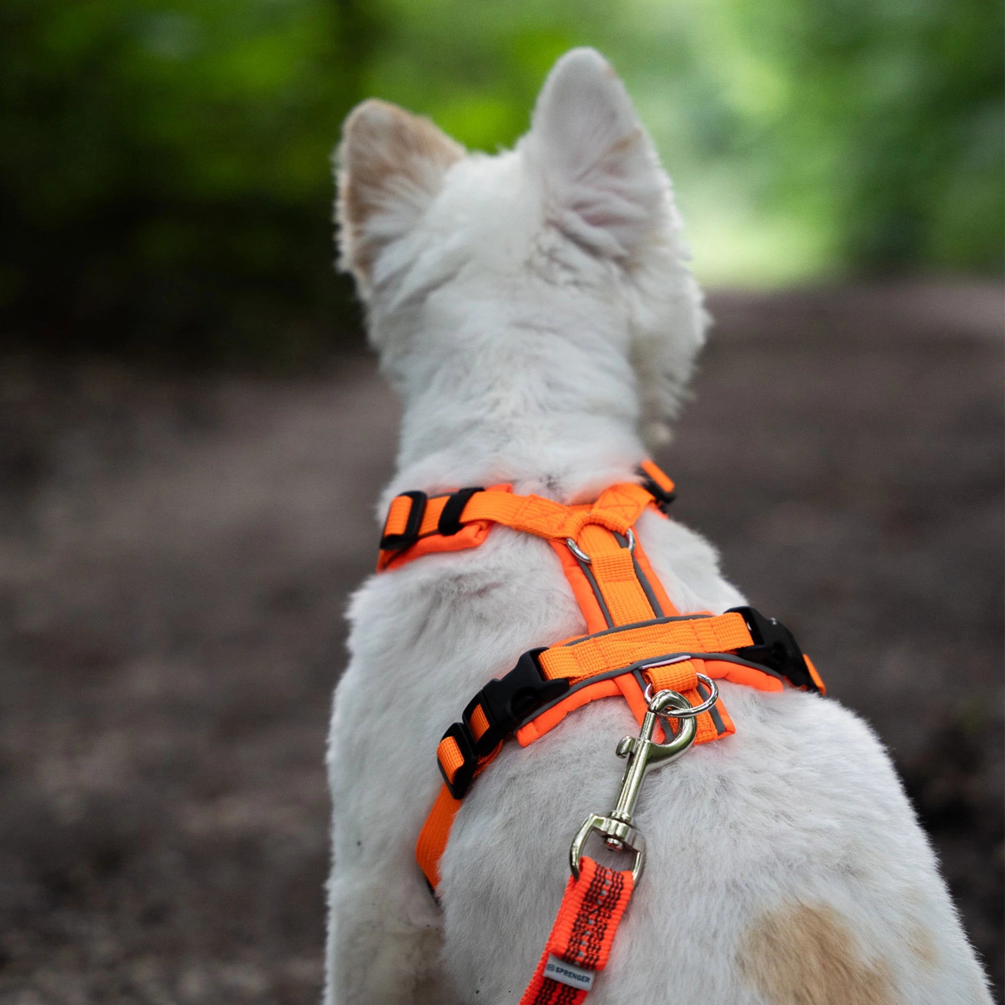 weißer Hund mit orangenen Y-Geschirr