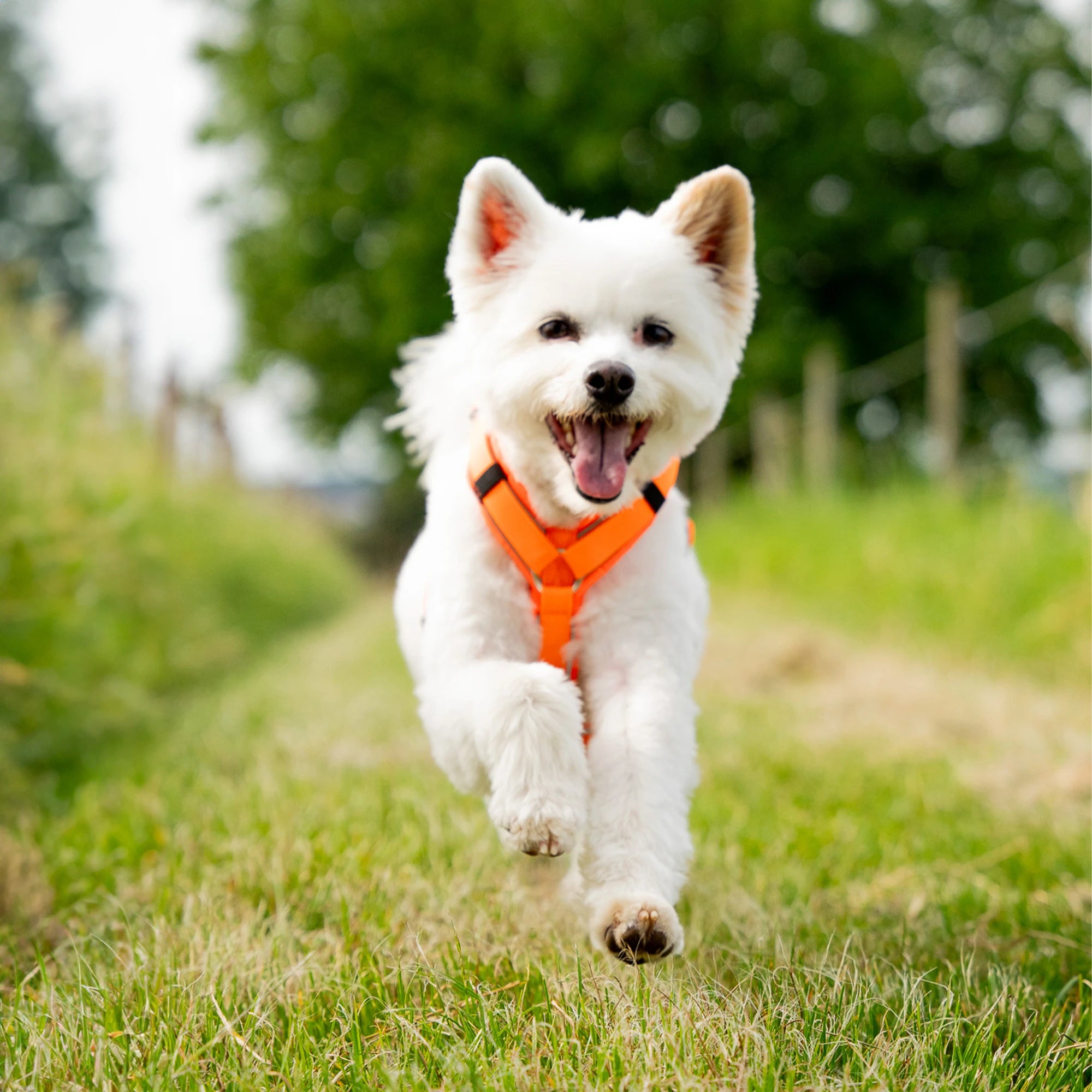 weißer Hund mit orangenen Y-Geschirr zulaufen auf einer Wiese