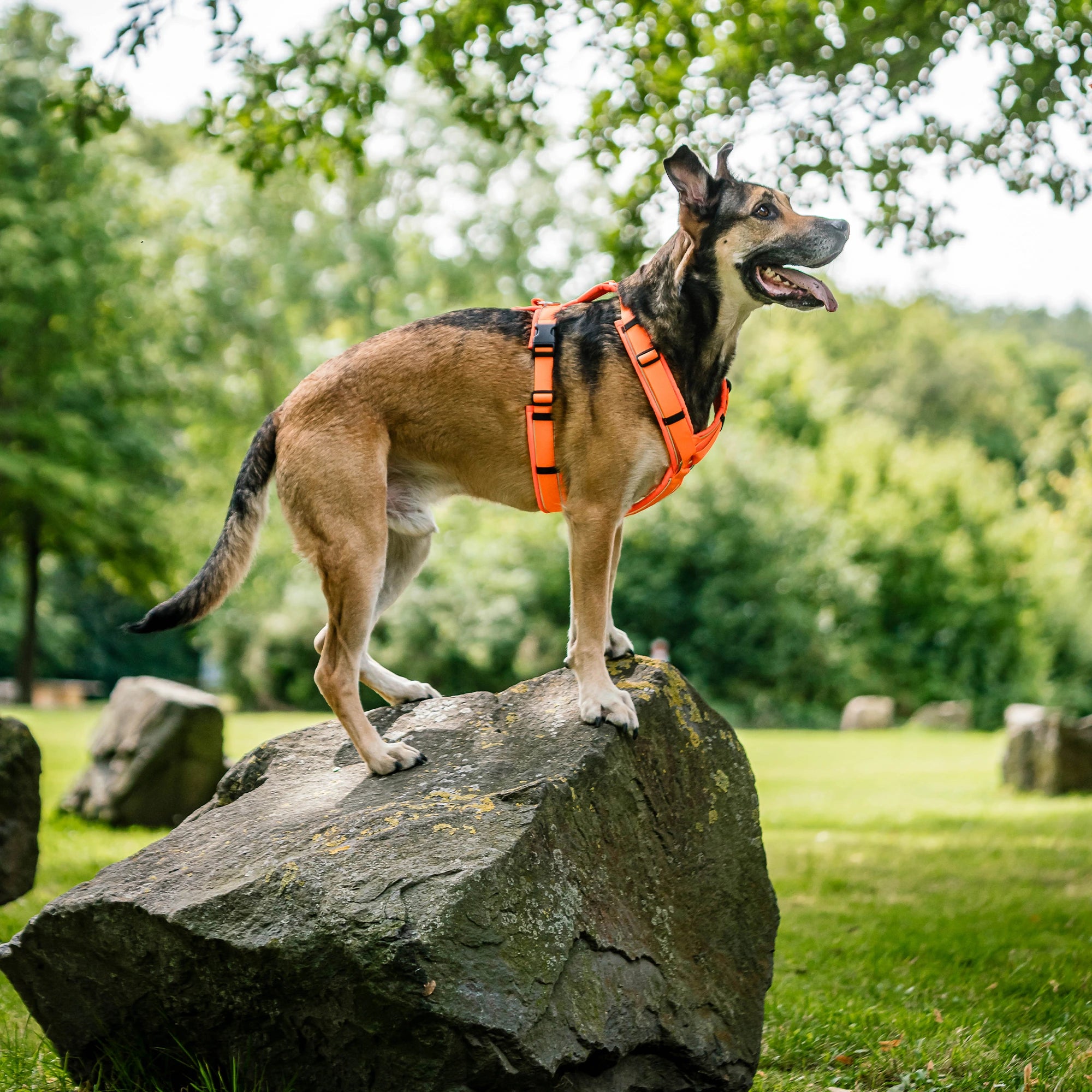 Hund mit orangenen Y-Geschirr auf einem Stein im Park