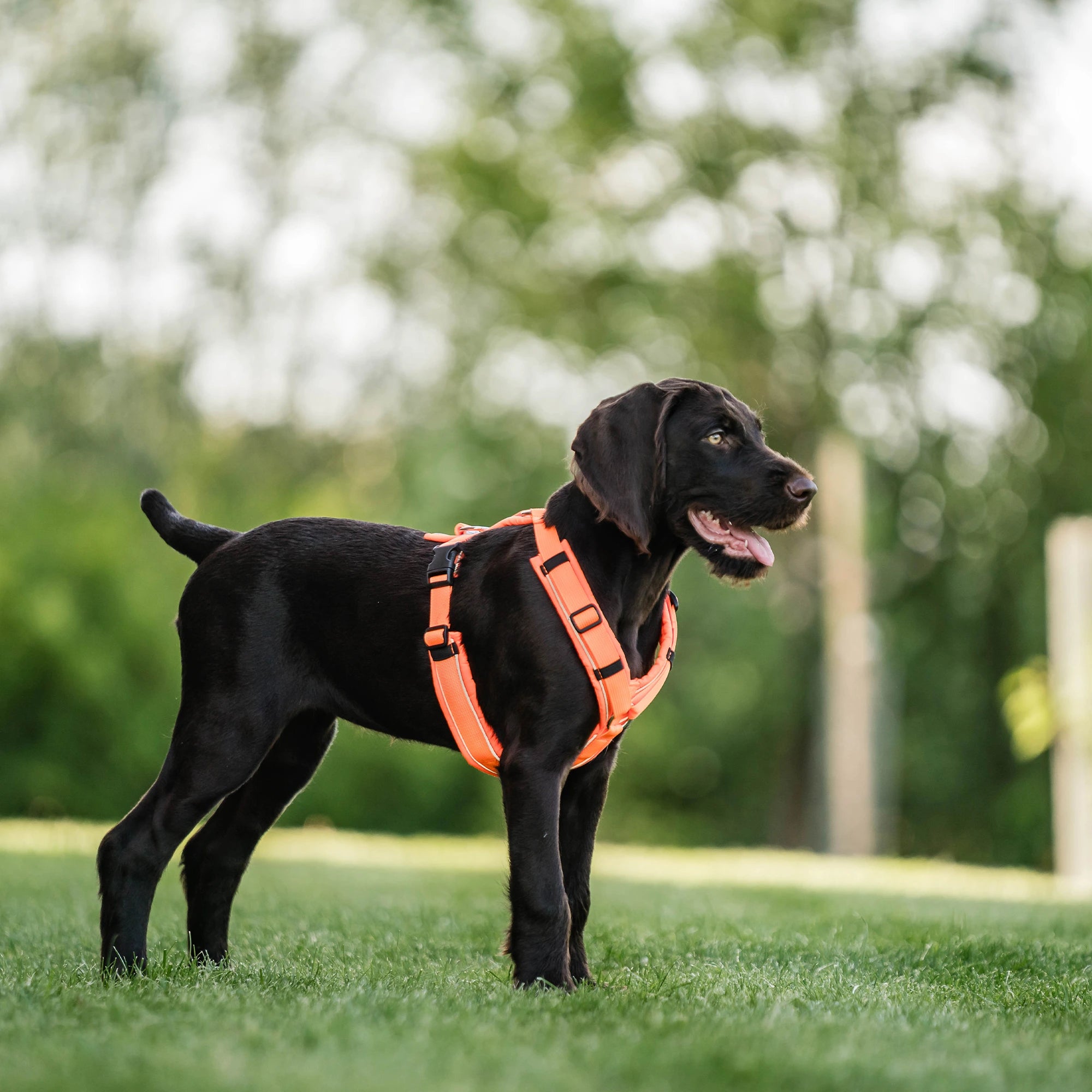 Hund mit orangenen Y-Geschirr im Park