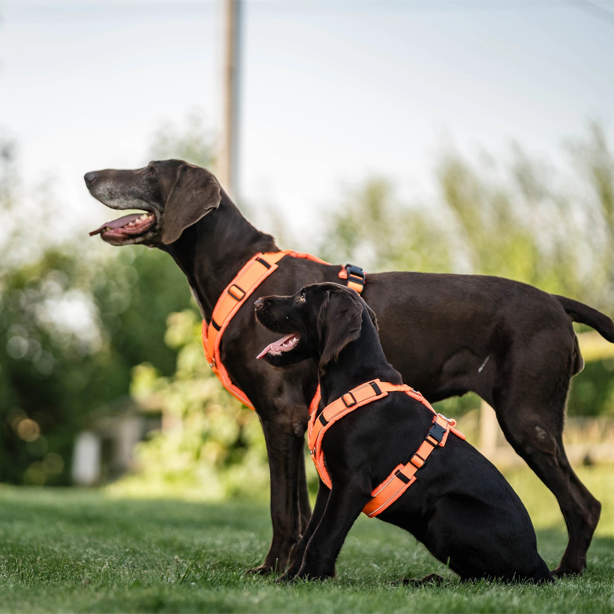Hunde mit orangenen Y-Geschirr auf der Wiese