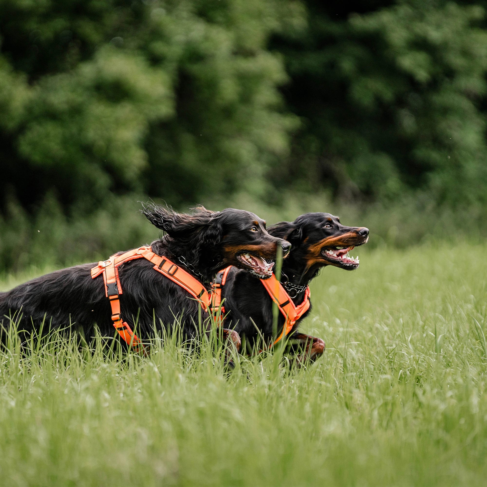 Hunde mit orangenen Y-Geschirr laufend durch die Wiese