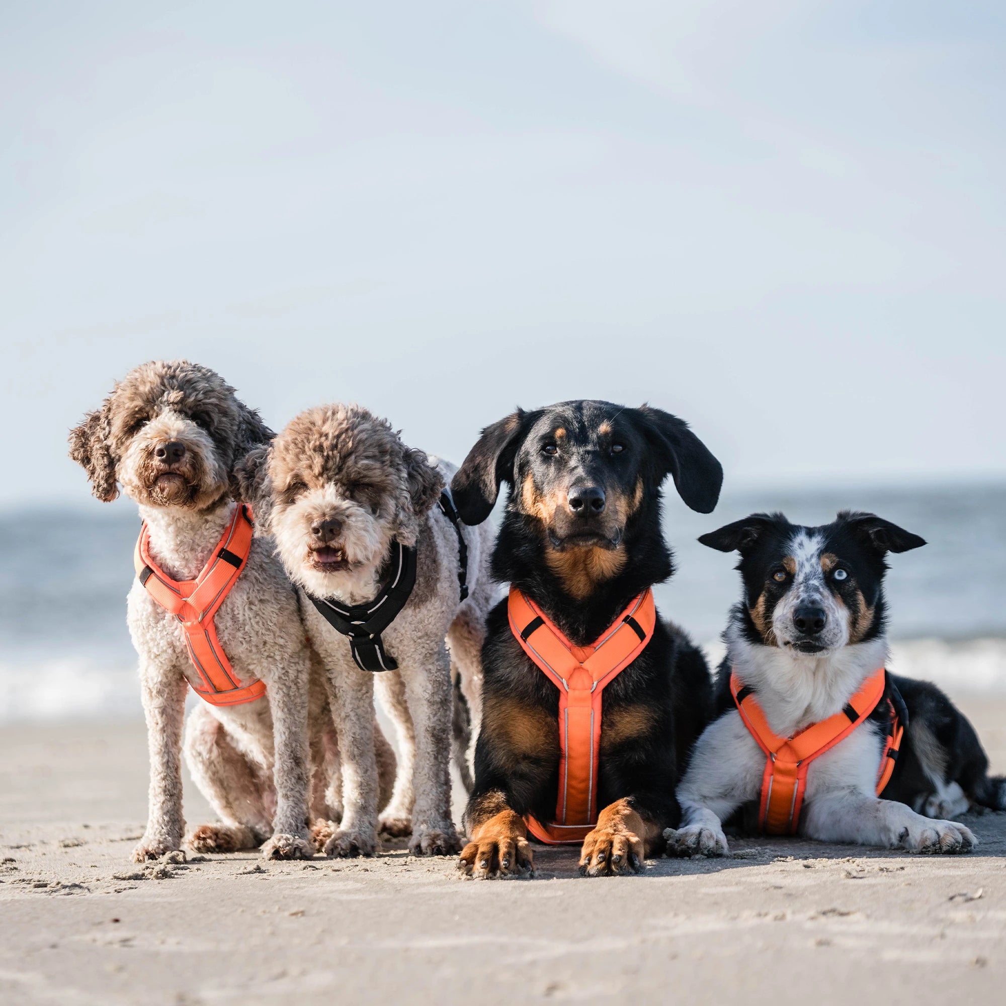 Hunde mit orangenen und schwarzen Y-Geschirr am Strand