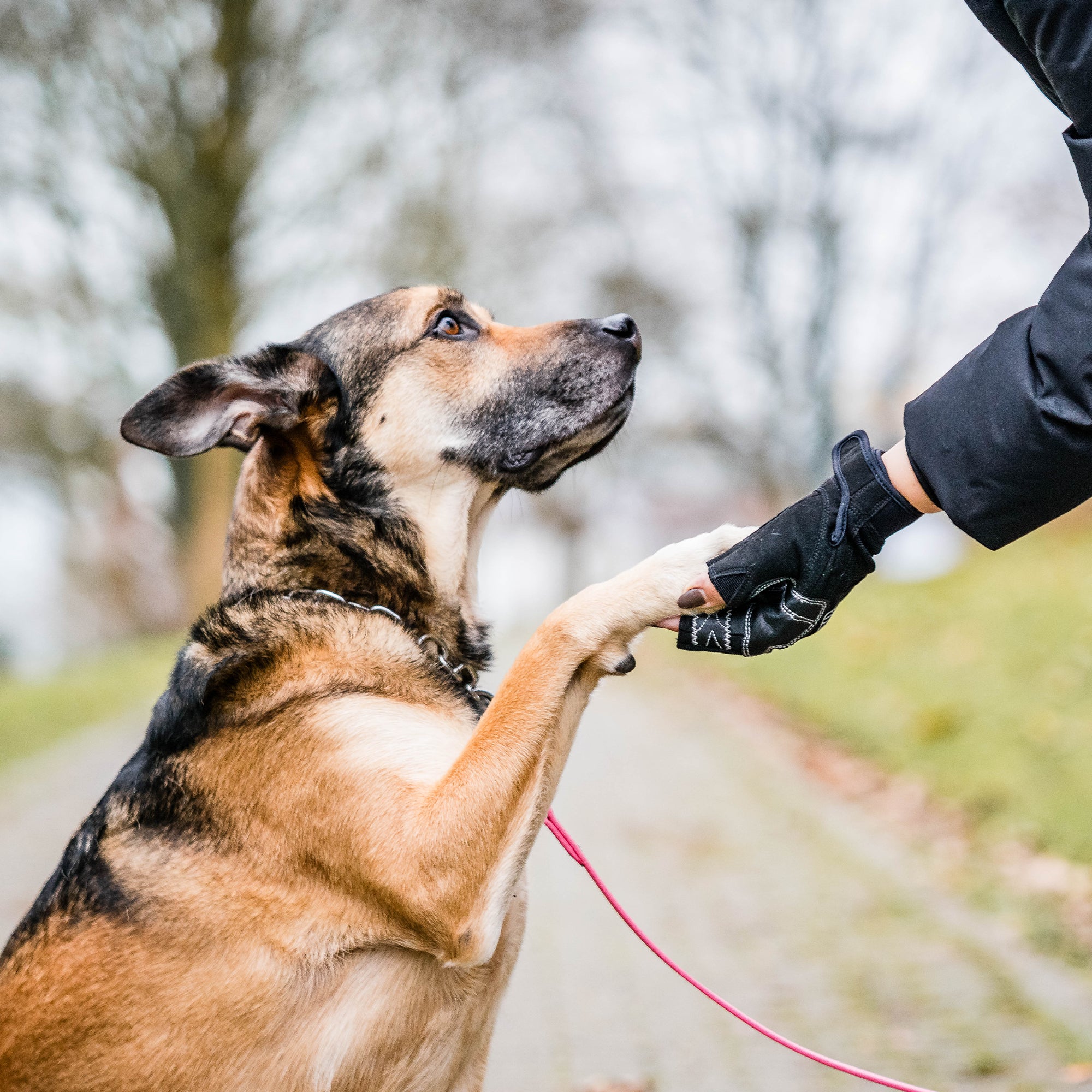 Hund gibt Person mit Flexgrip Sport Handschuhen Pfote