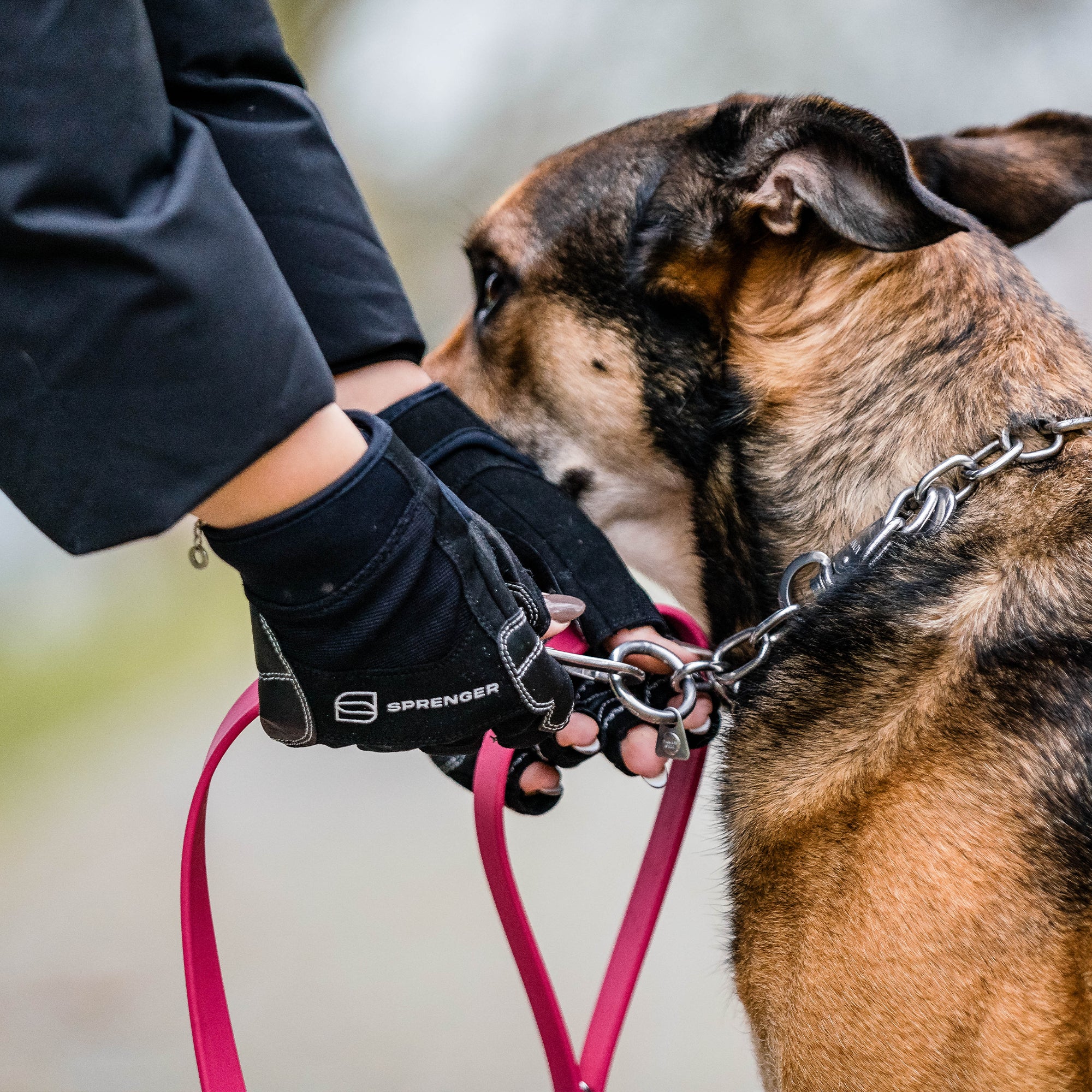 Person mit Flexgrip Sport Handschuhen zieht Hund ein Kettenhalsband an
