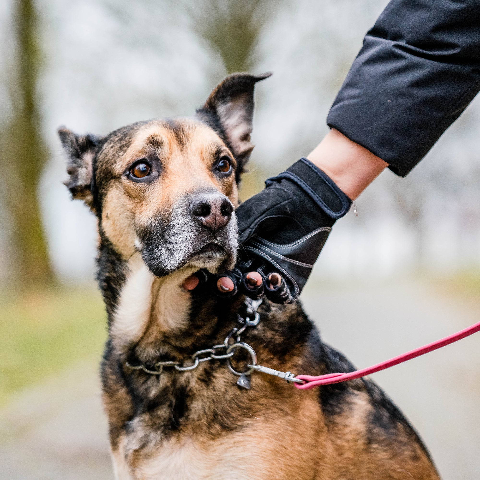 Flexgrip Sport Handschuh unter dem Hundekopf anliegend