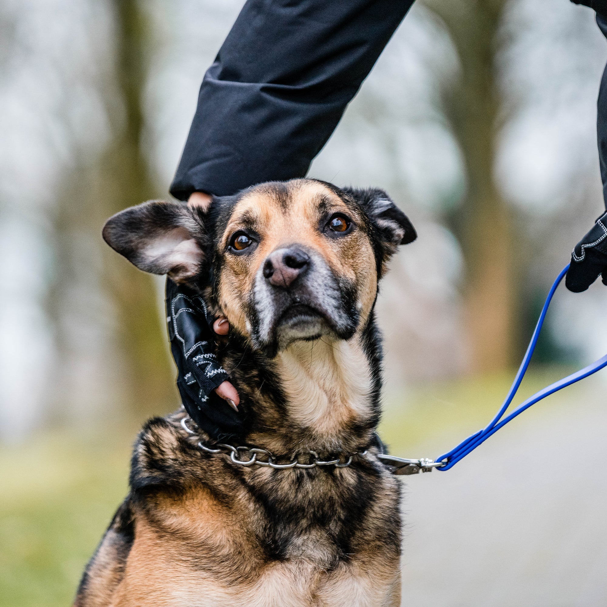 Person mit Flexgrip Sport Handschuhen hält Hund mit blauen Biothane Kurzführer und am Kopf