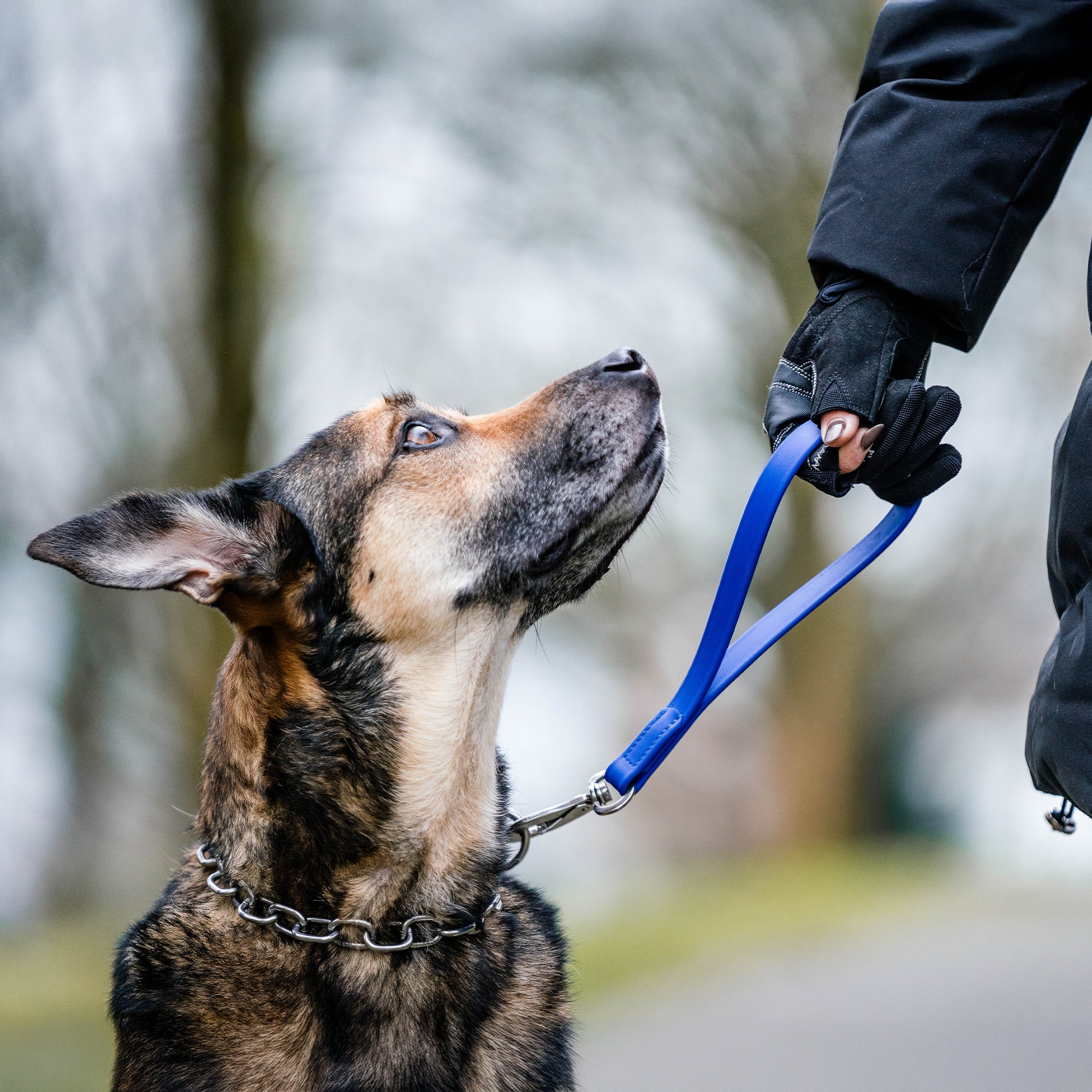 Person mit Flexgrip Sport Handschuh hält Hund mit blauen Biothane Kurzführer