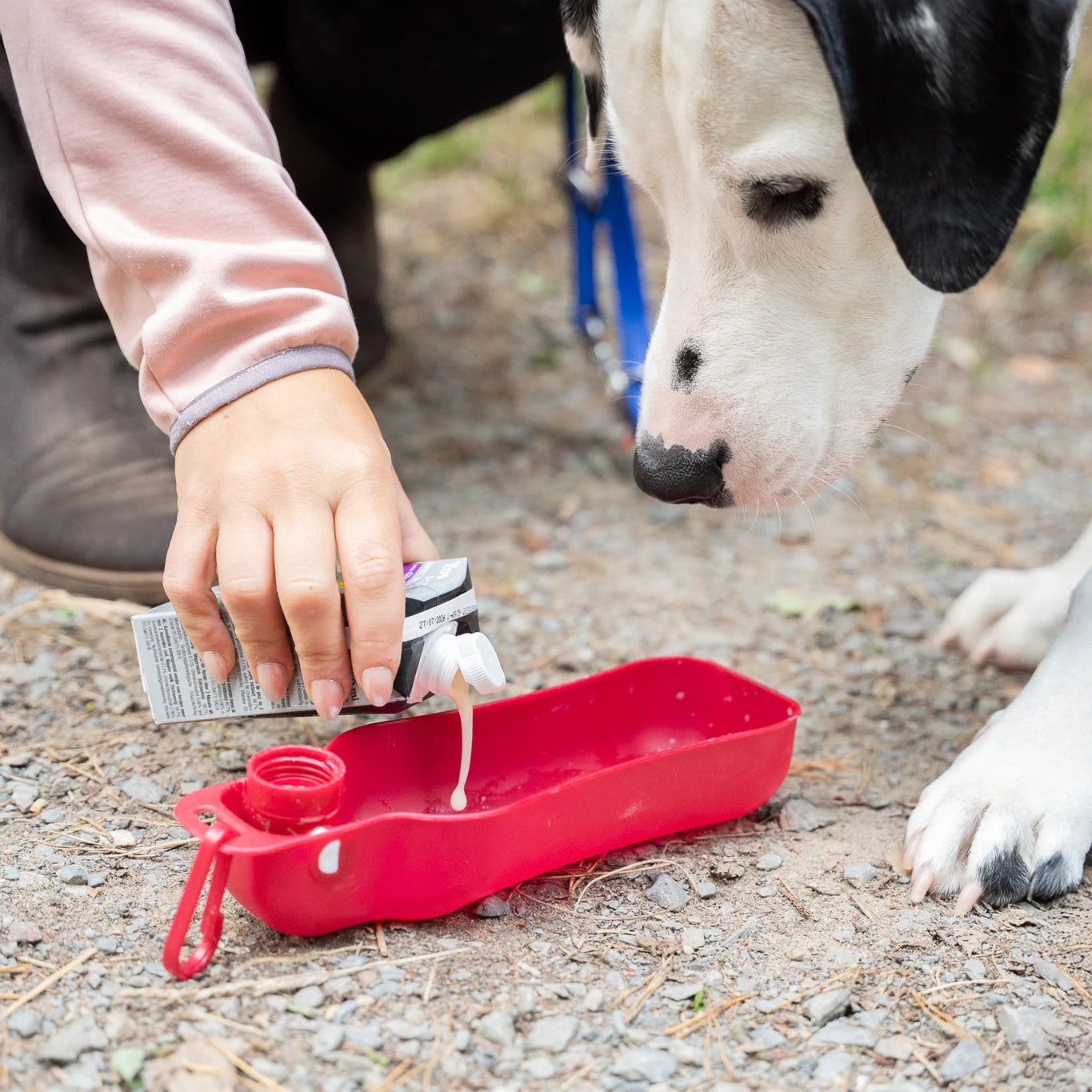 YowUp ! Lait pour chien SPECIAL BONES 250 ml (boîte de 12)