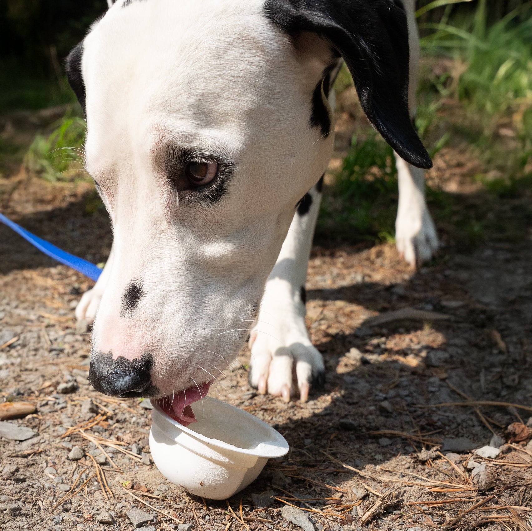 YowUp ! Yaourt glacé pour chiens 110 g (boîte de 12)