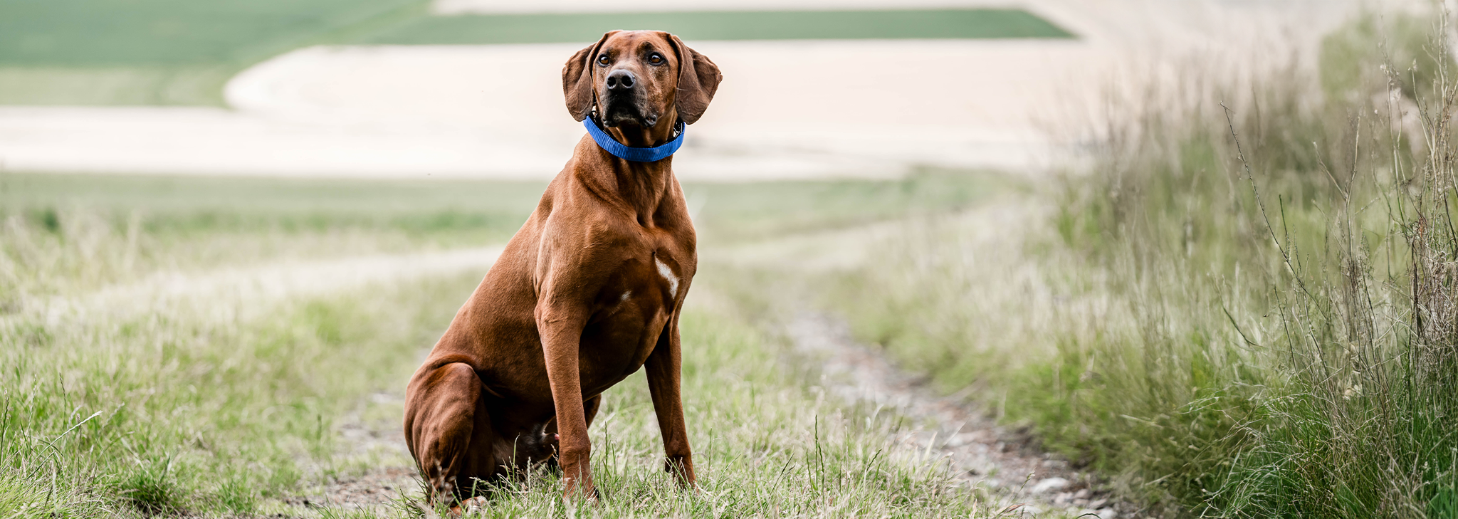 Rhodesian Ridgeback sitzt im Feldweg mit Dressurhalskette, an der ist eine Abdeckung in blau