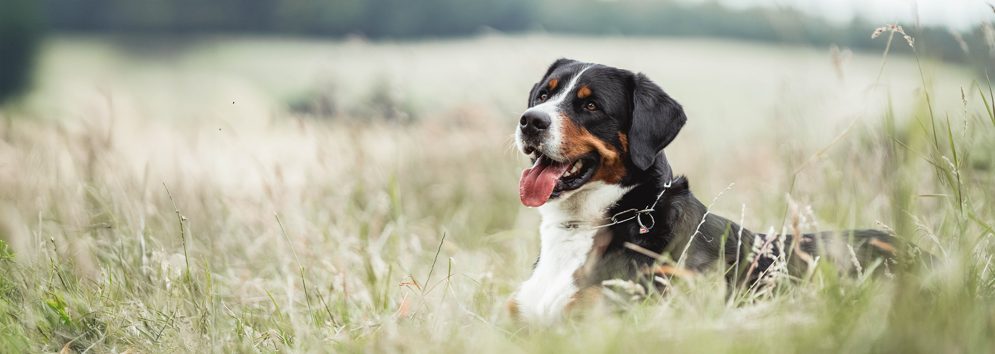 Schweizer Sennenhund im Gras mit Sprenger Kettenhalsband aus Edelstahl