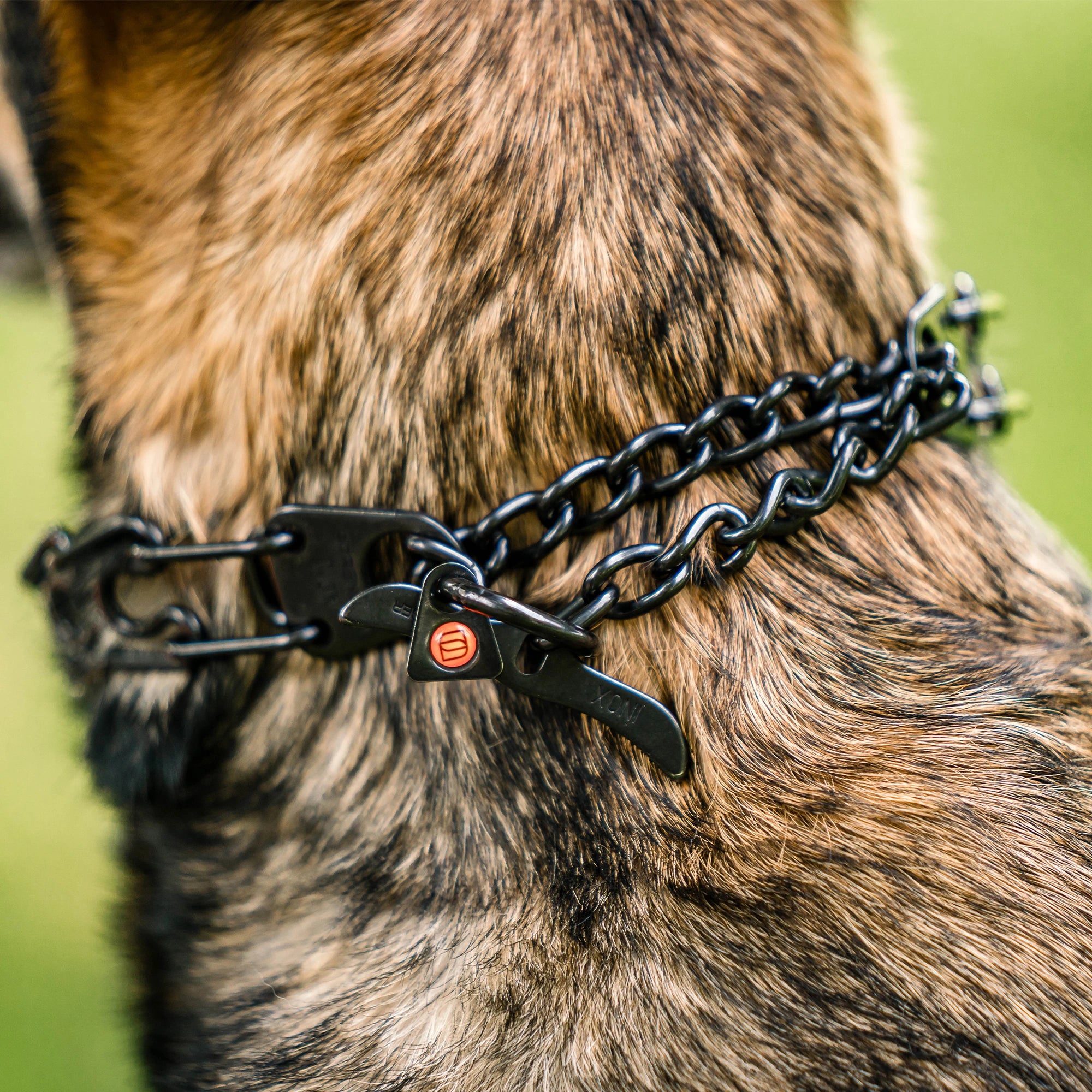 Nahaufnahme des Haken der am Hund anliegenden schwarzen Edelstahl Dressurhalskette