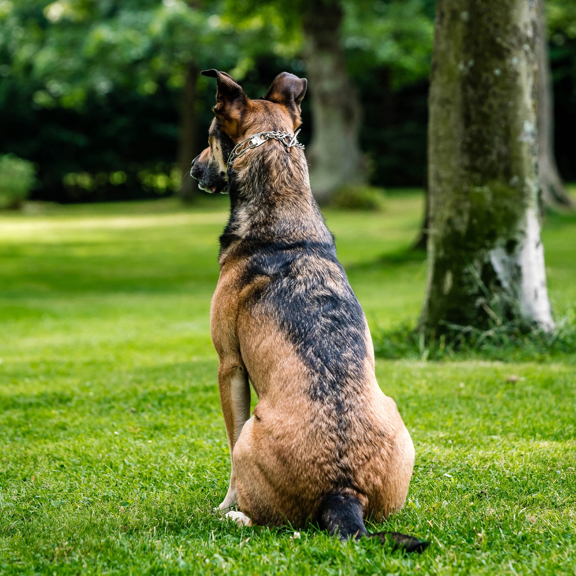 Hund mit Edelstahl Dressurhalskette im Park