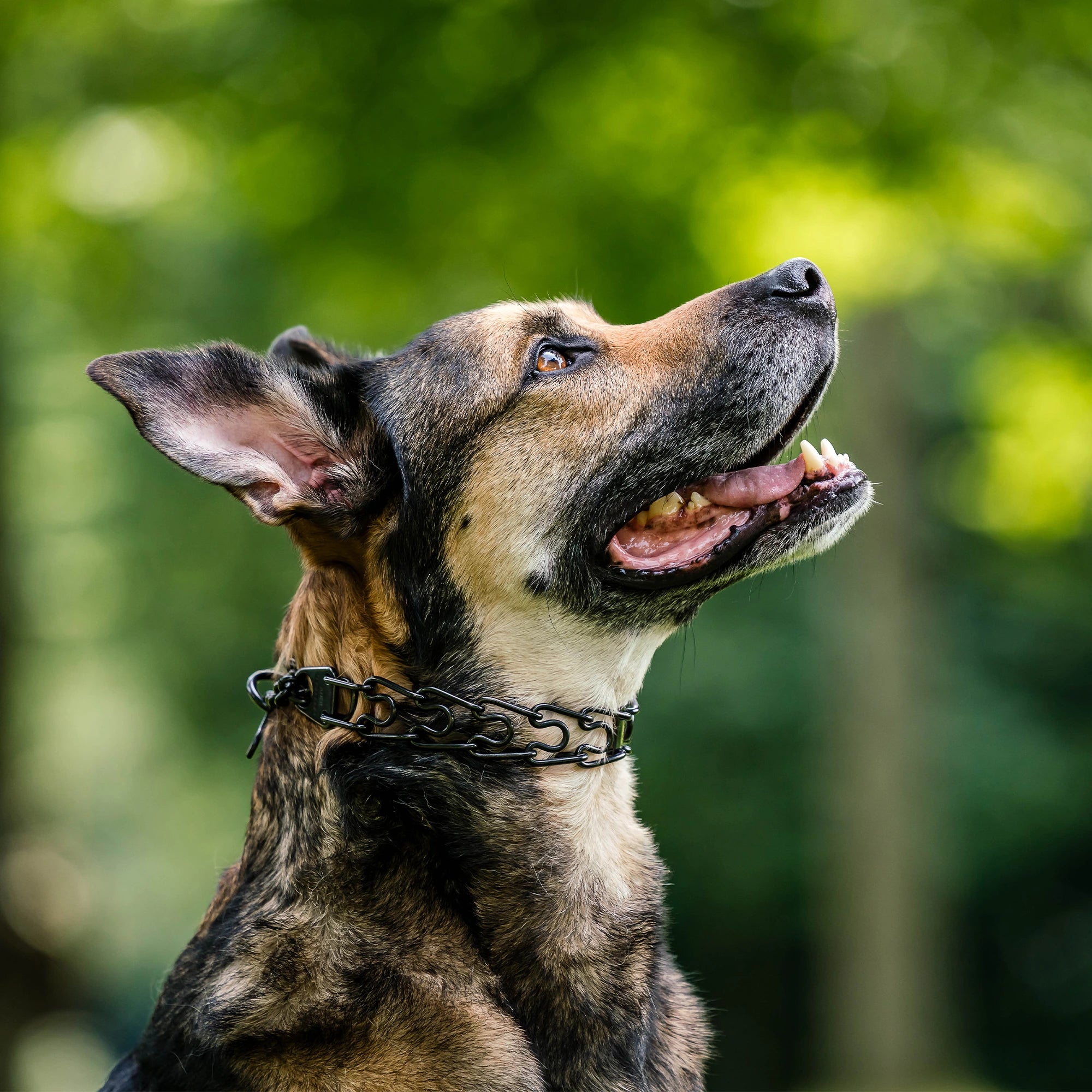 Hund mit Dressurhalskette Edelstahl schwarz