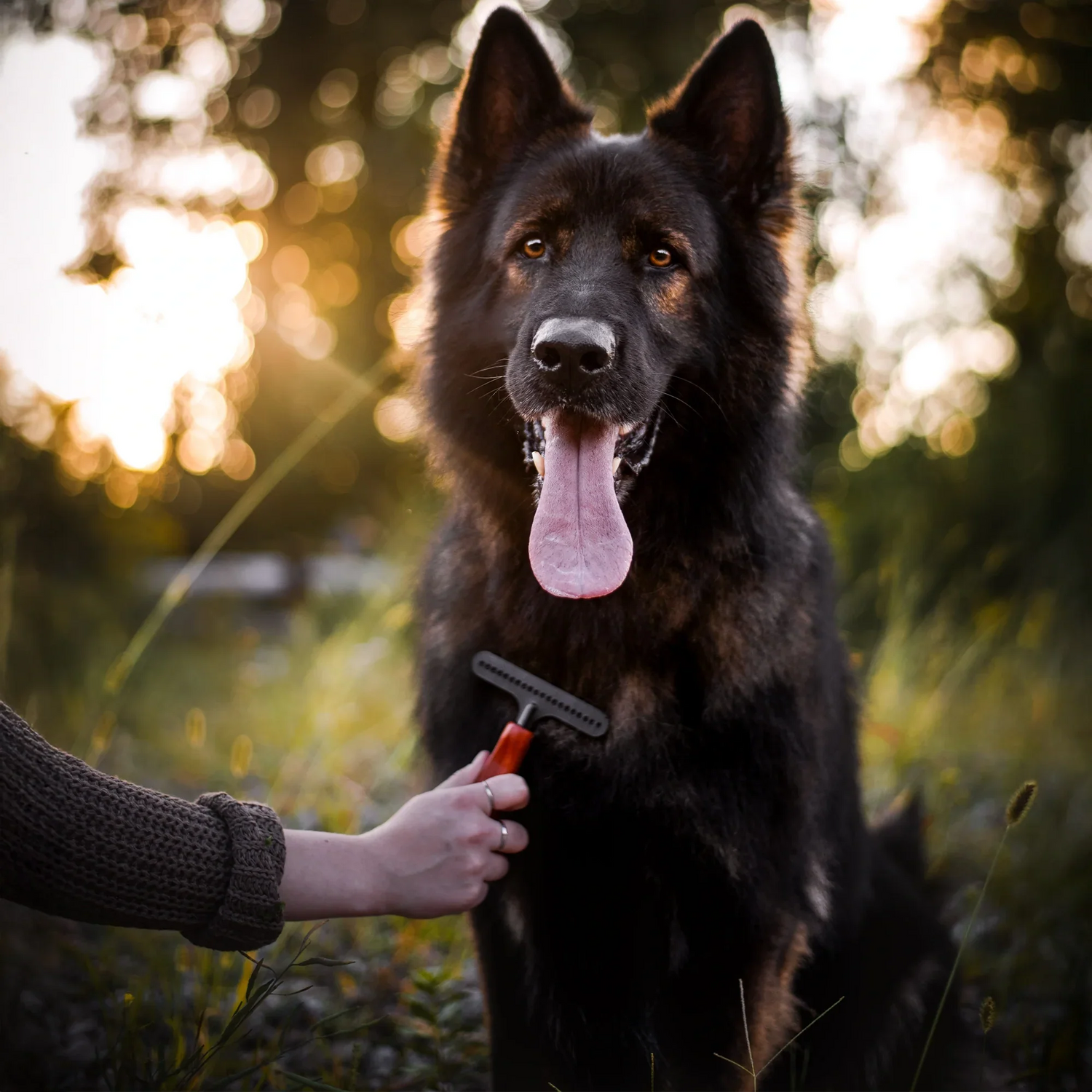 Fellwechsel beim Hund: So unterstützt du deinen Vierbeiner richtig