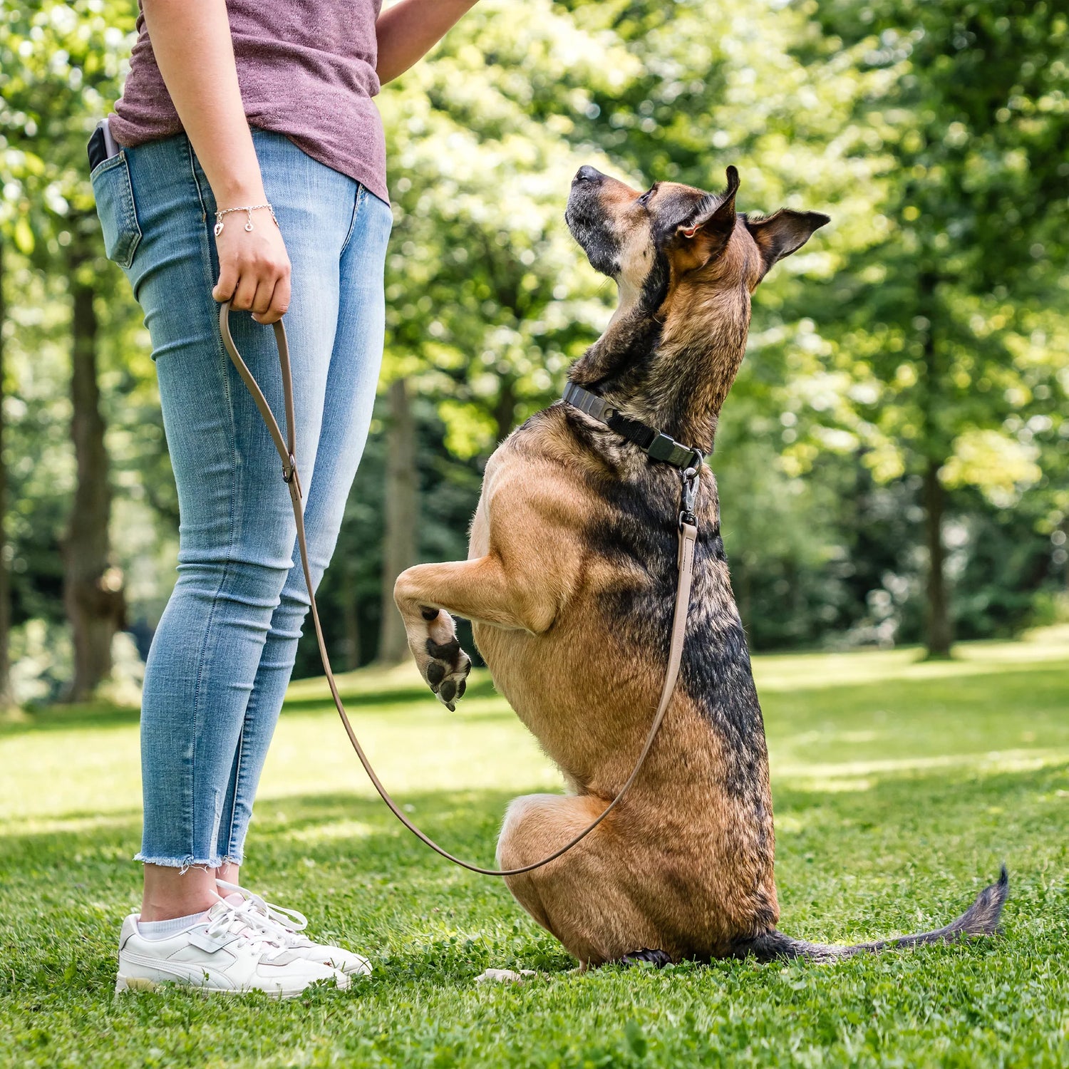 Hundetricks & Hundetraining