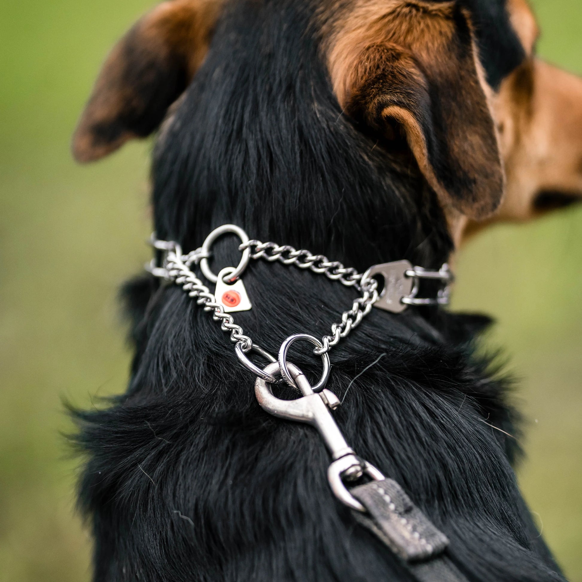 Durzugskette der Edelstahl Dressurhalskette am Hund