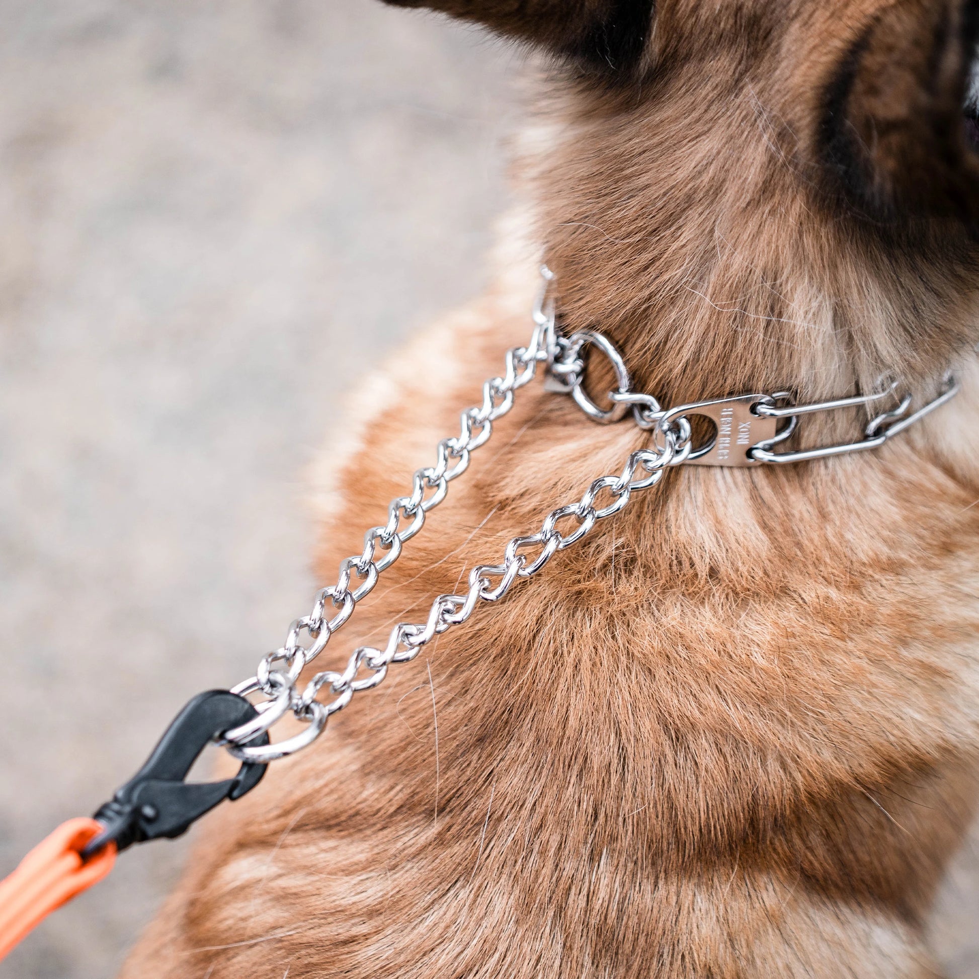 Nahaufnahme der Zugbegrenzung der Edelstahl Dressurhalskette am Hund