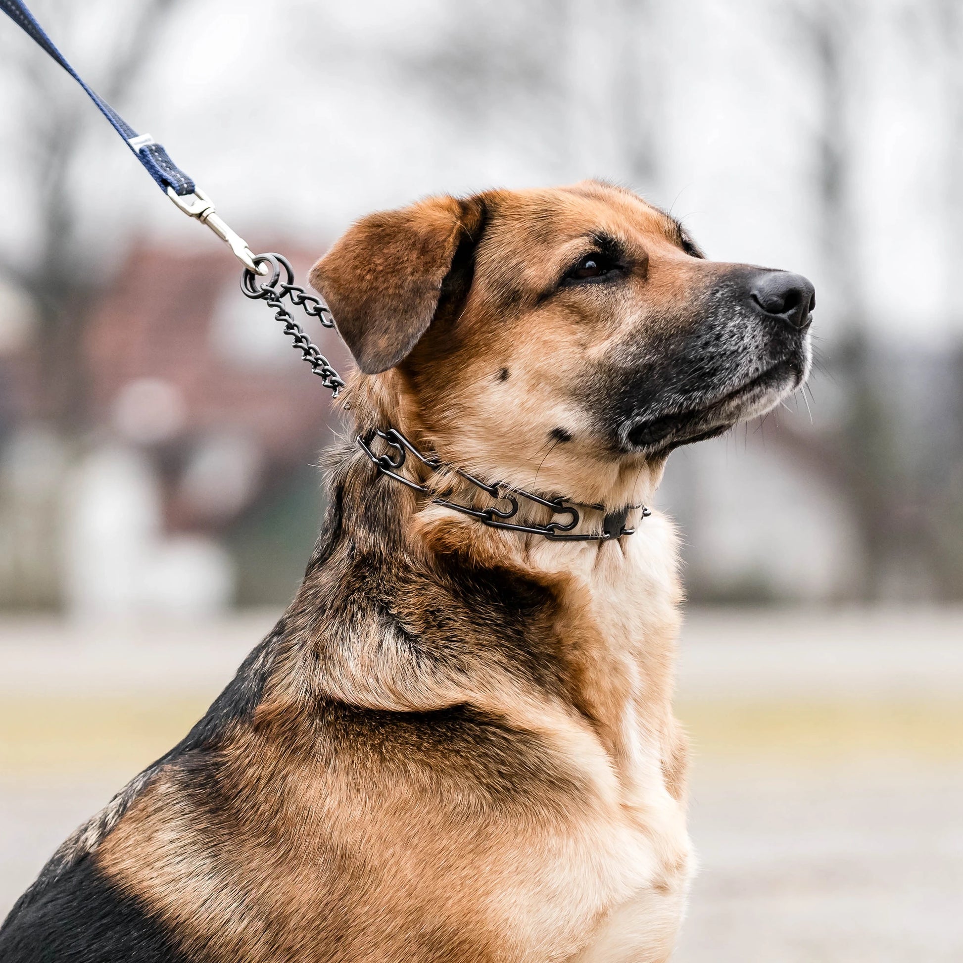 Hund mit schwarzer Dressurhalskette mit Durchzugskette