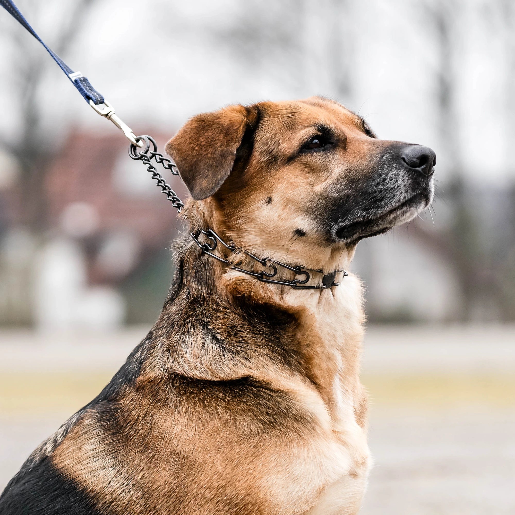 ULTRA-PLUS Easy On Training Collar with Center-Plate and Assembly Chain - Stainless steel black