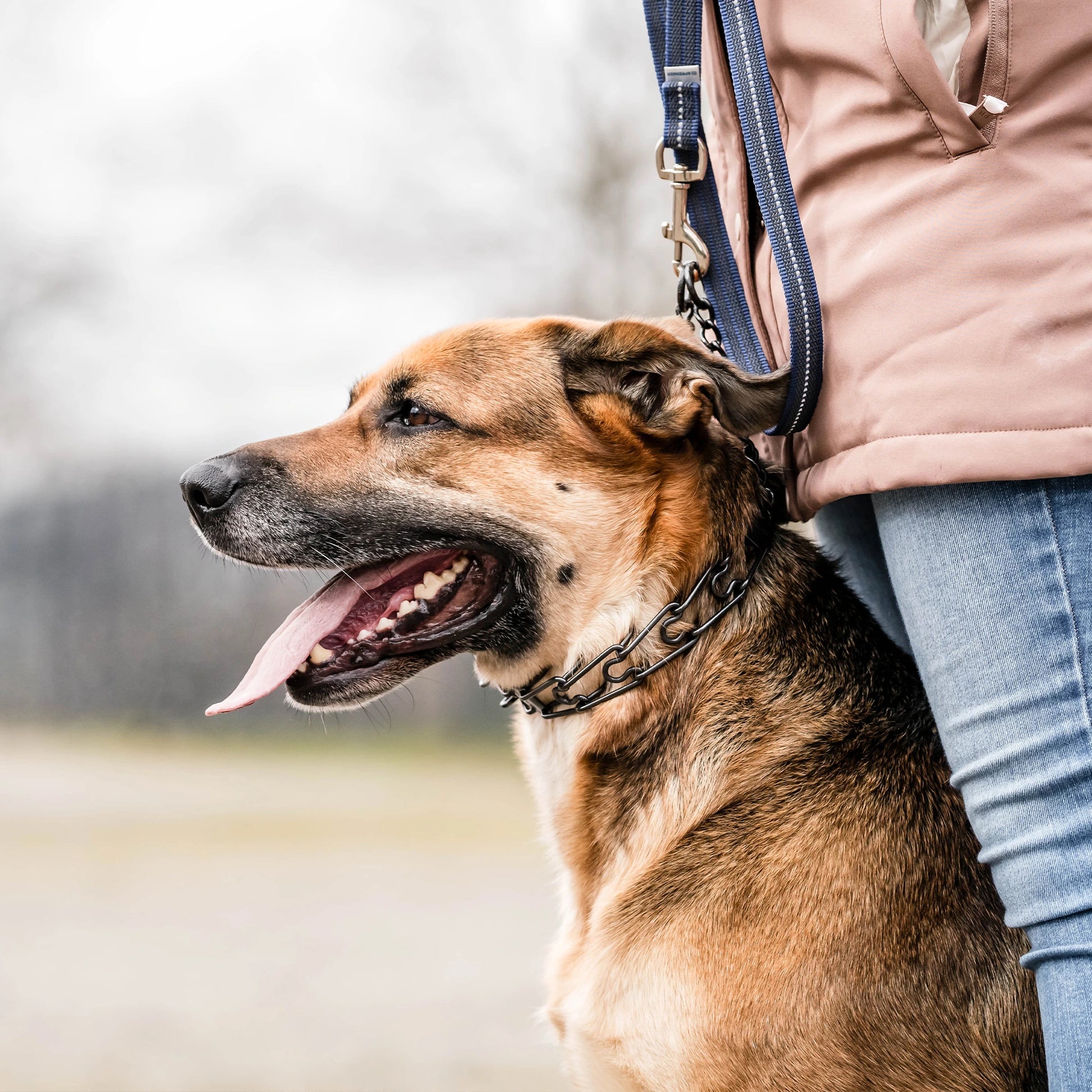 Hund mit schwarzer Edelstahl Dressurhalskette an blauer gummierter Leine