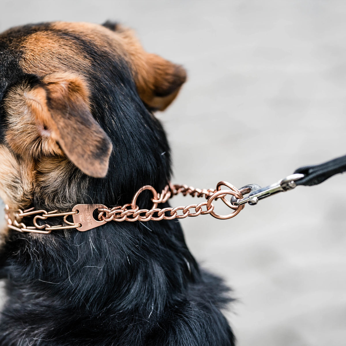 Durchzugskette der Curogan Dressurhalskette am Hund