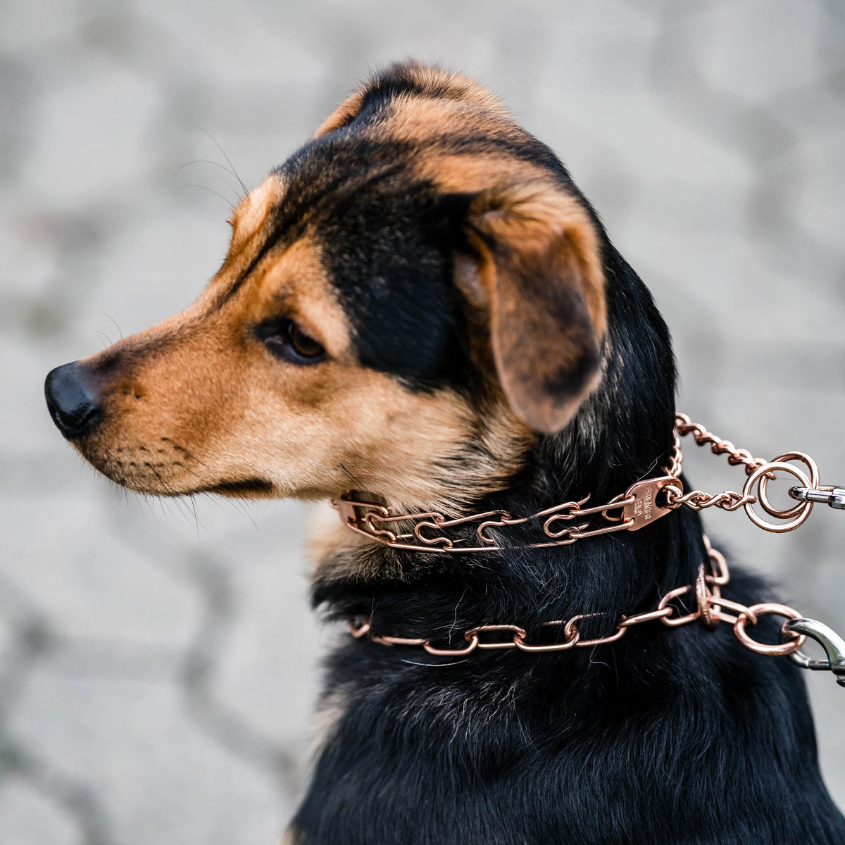 Hund mit Curogan Kettenhalsband und Curogona Dressurhalskette