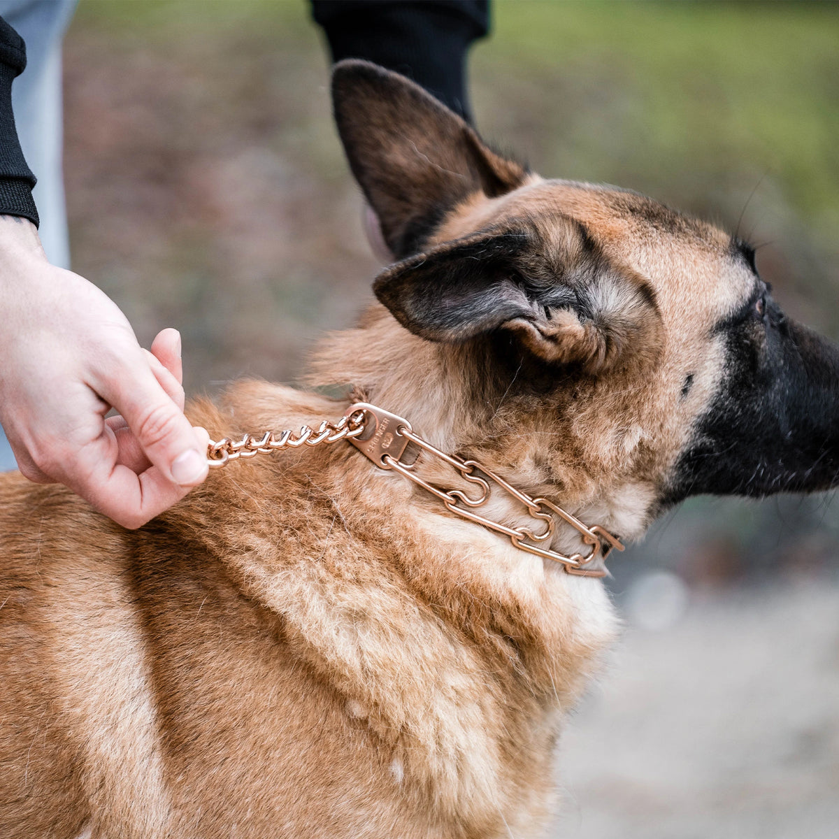 Anlegen der Easy On Curogan Dressurhalskette an den Hund