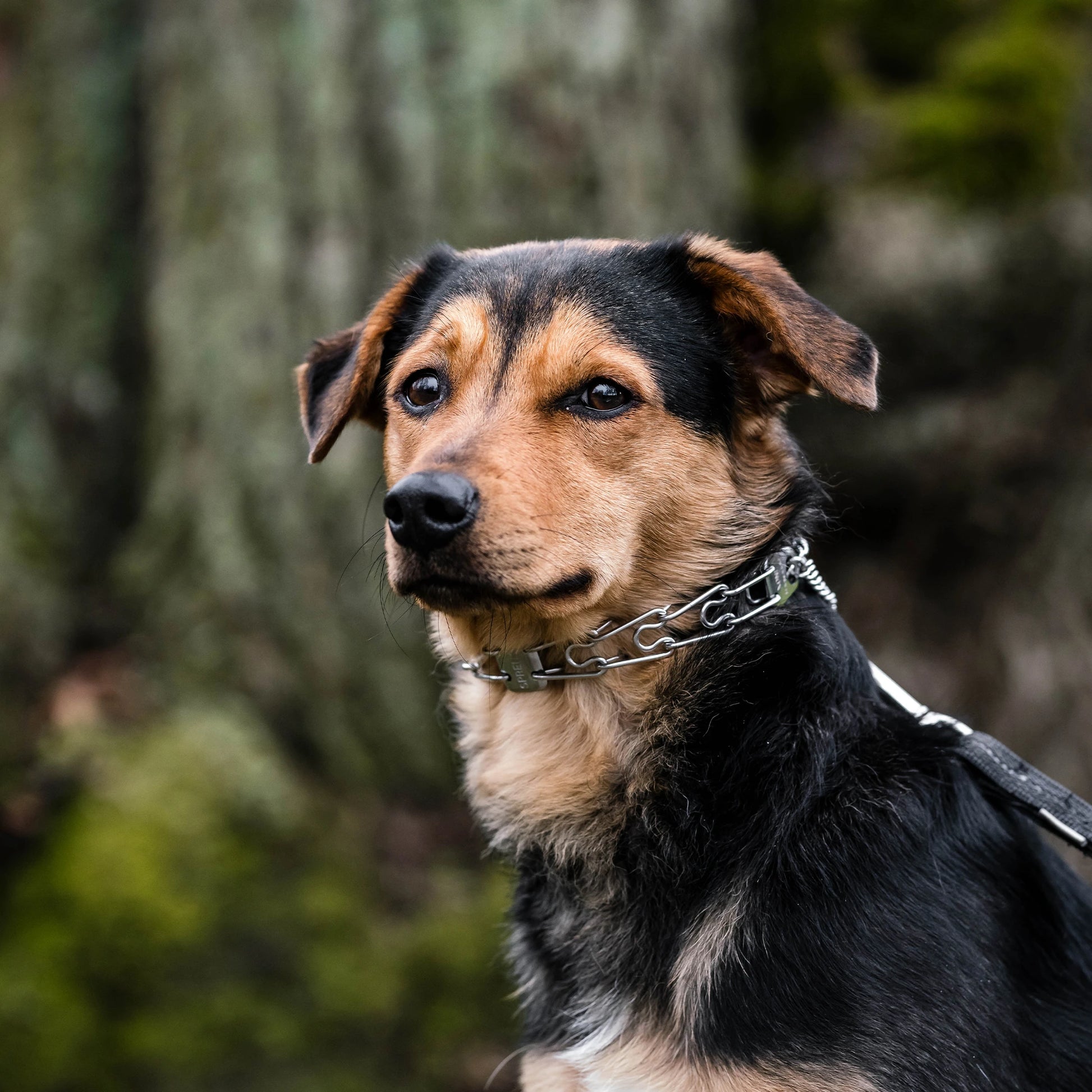 Hund mit Edelstahl Dressurhalskette