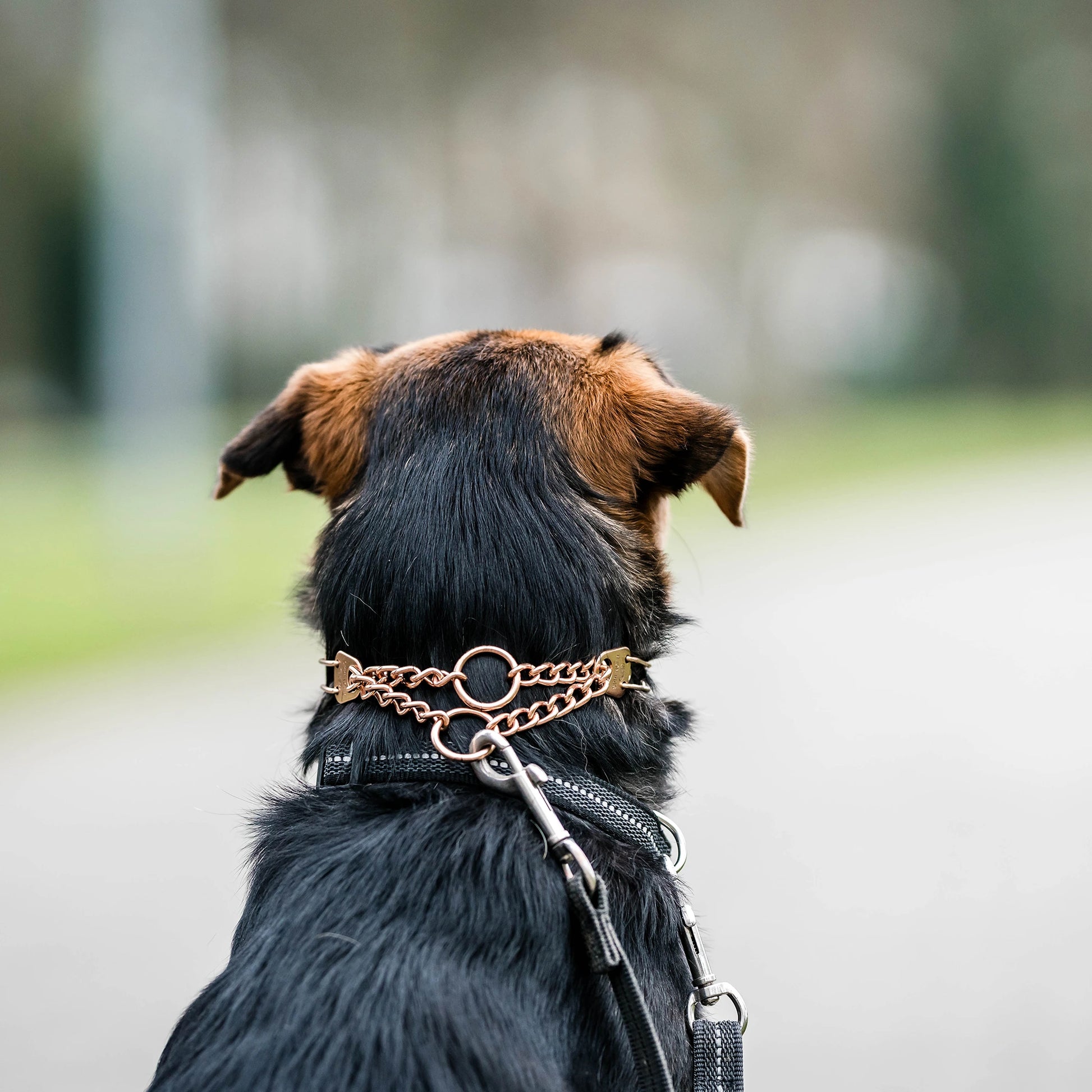 Hund mit Curogan Dressurhalskette und schwarzen Halsband