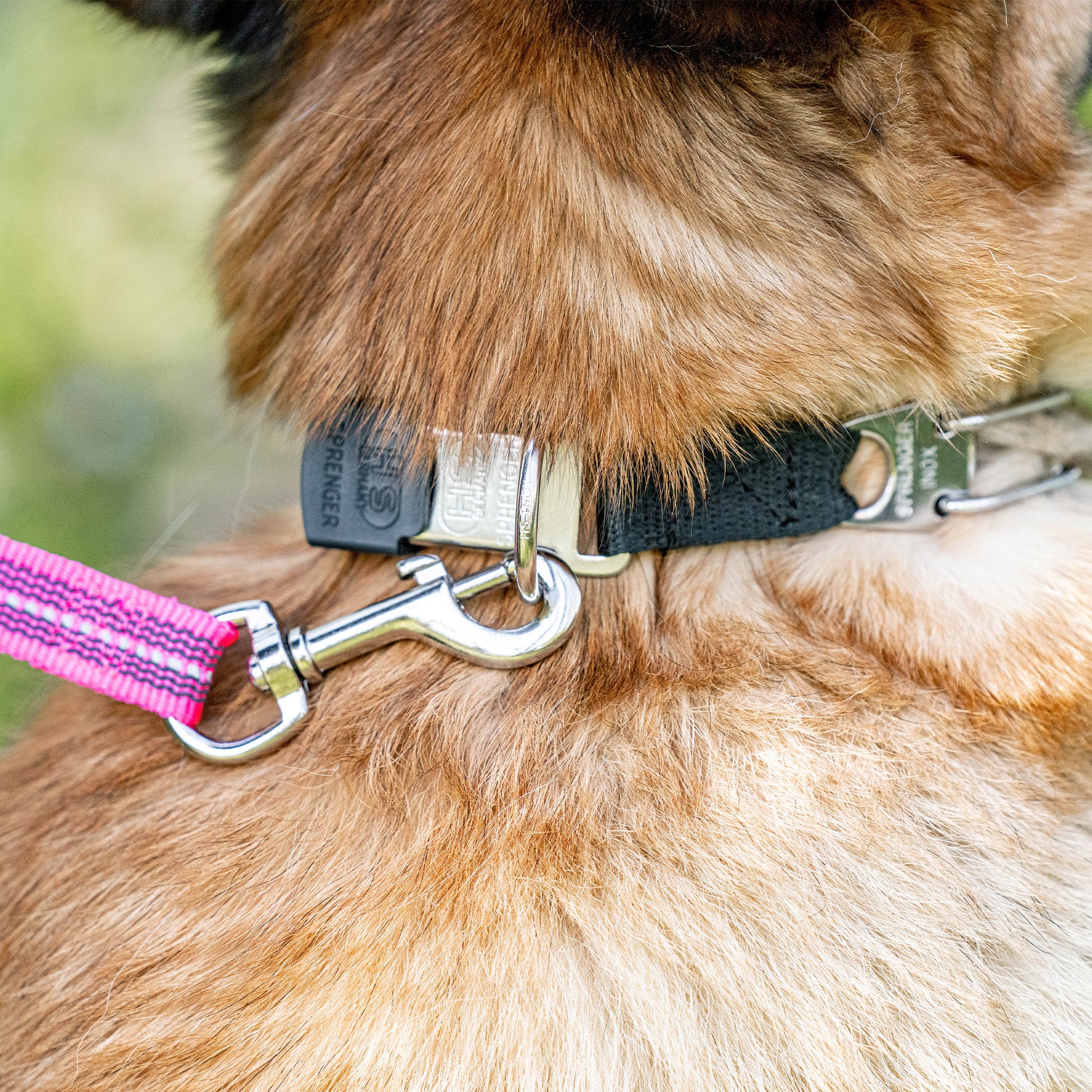 Einhaken des Karabinerhakens an den ClicLock Ring  am Hund