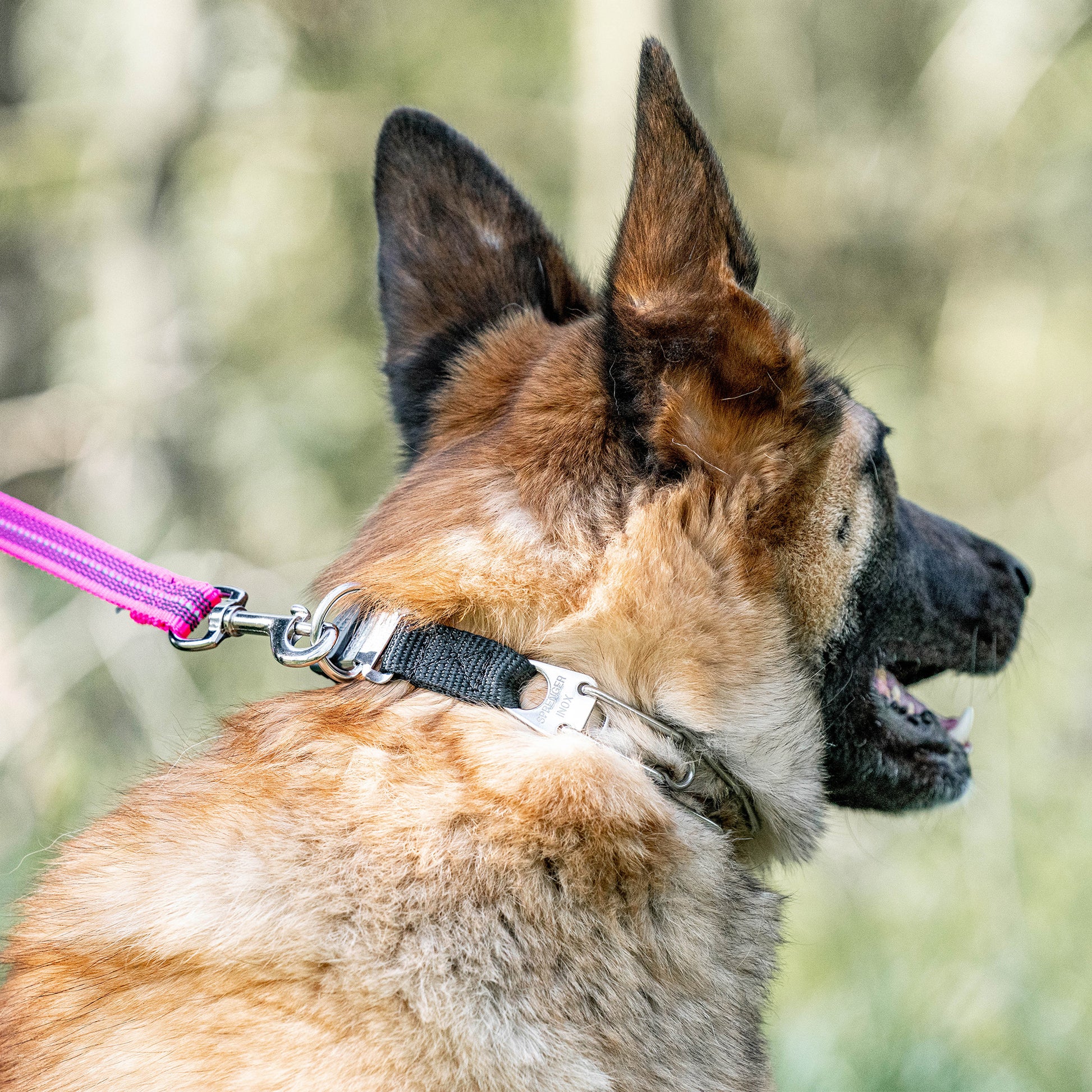 Hund mit Edelstahl Dressurhalskette an pinker Leine