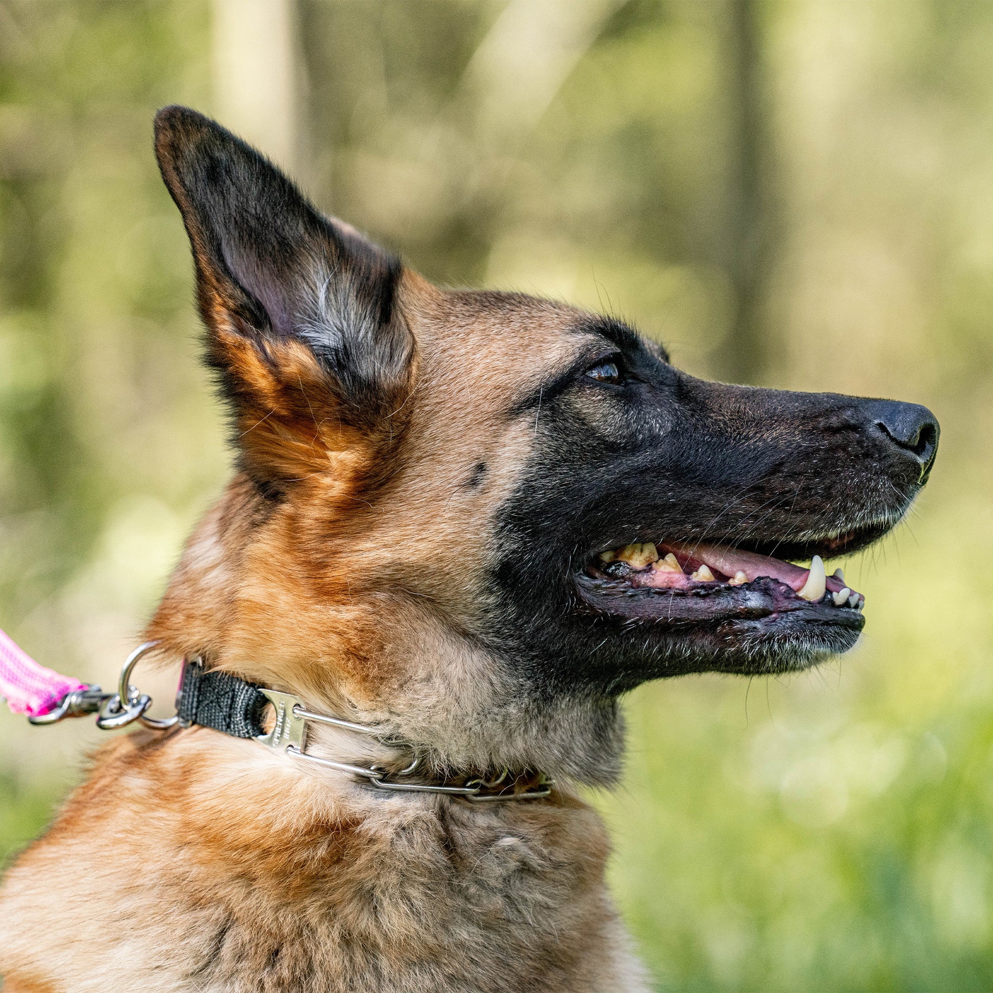 Hund mit Edelstahl Dressurhalskette