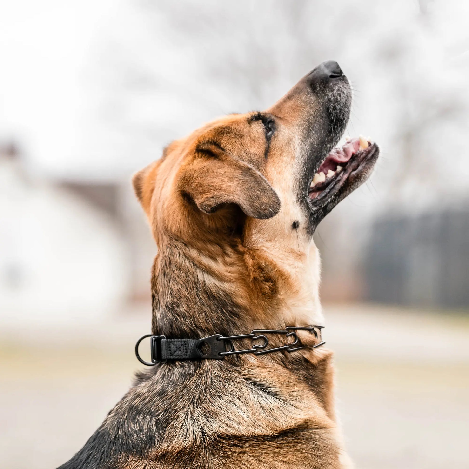 Hund mit schwarzer Edelstahl Dressurhalskette