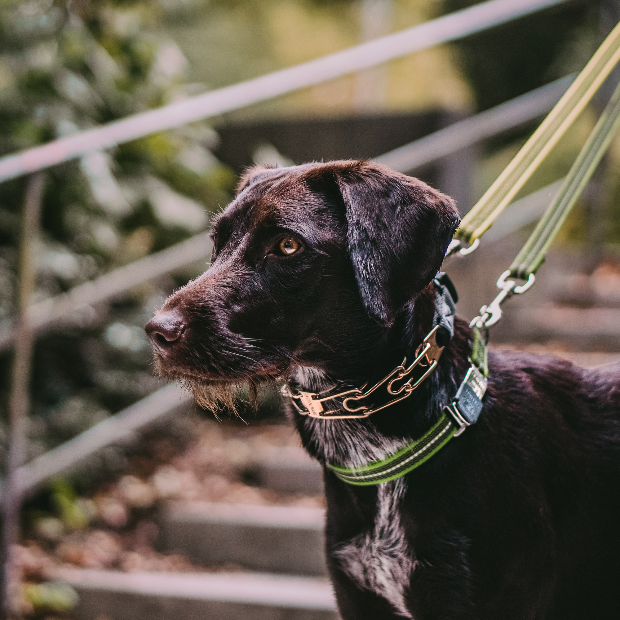 ULTRA-PLUS Training Collar with Center-Plate and ClicLock - Curogan