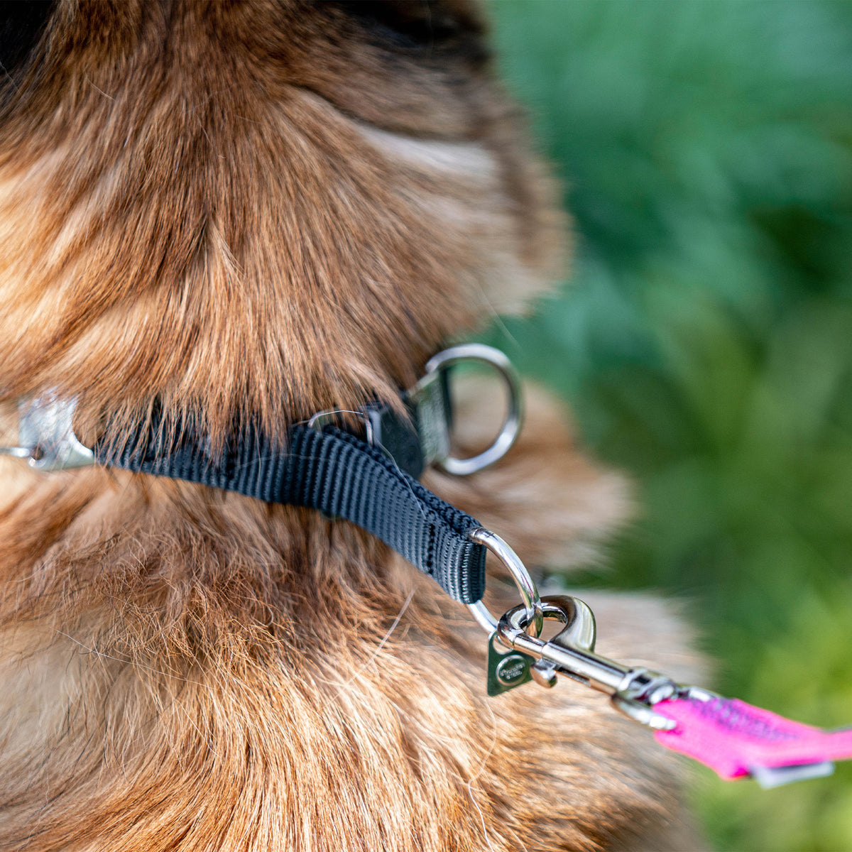 Einhaken des Leinenkarabinerhakens an die Dressurhalskette am Hund