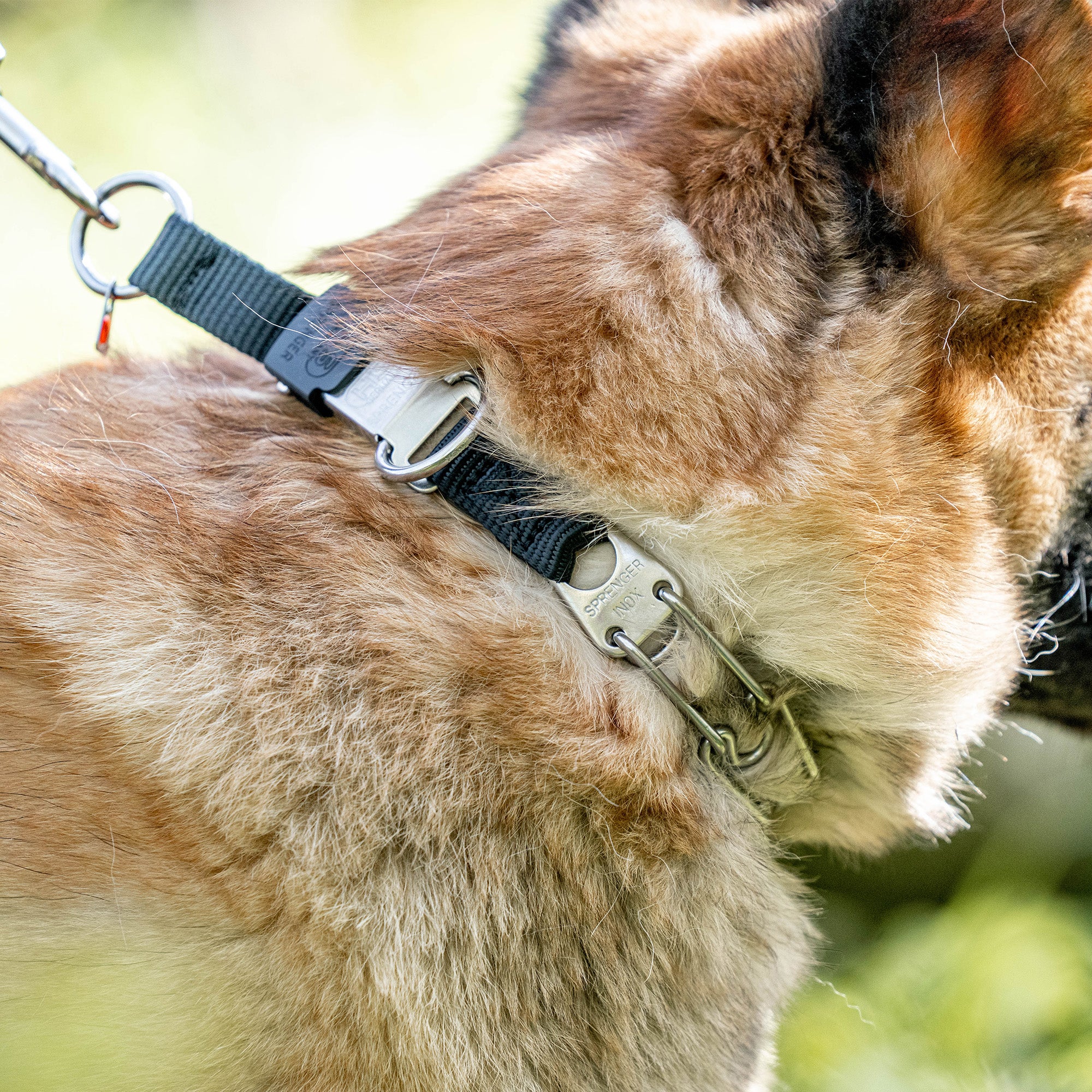 ULTRA-PLUS collar de pinchos con placa central y ClicLock  - CUROGAN