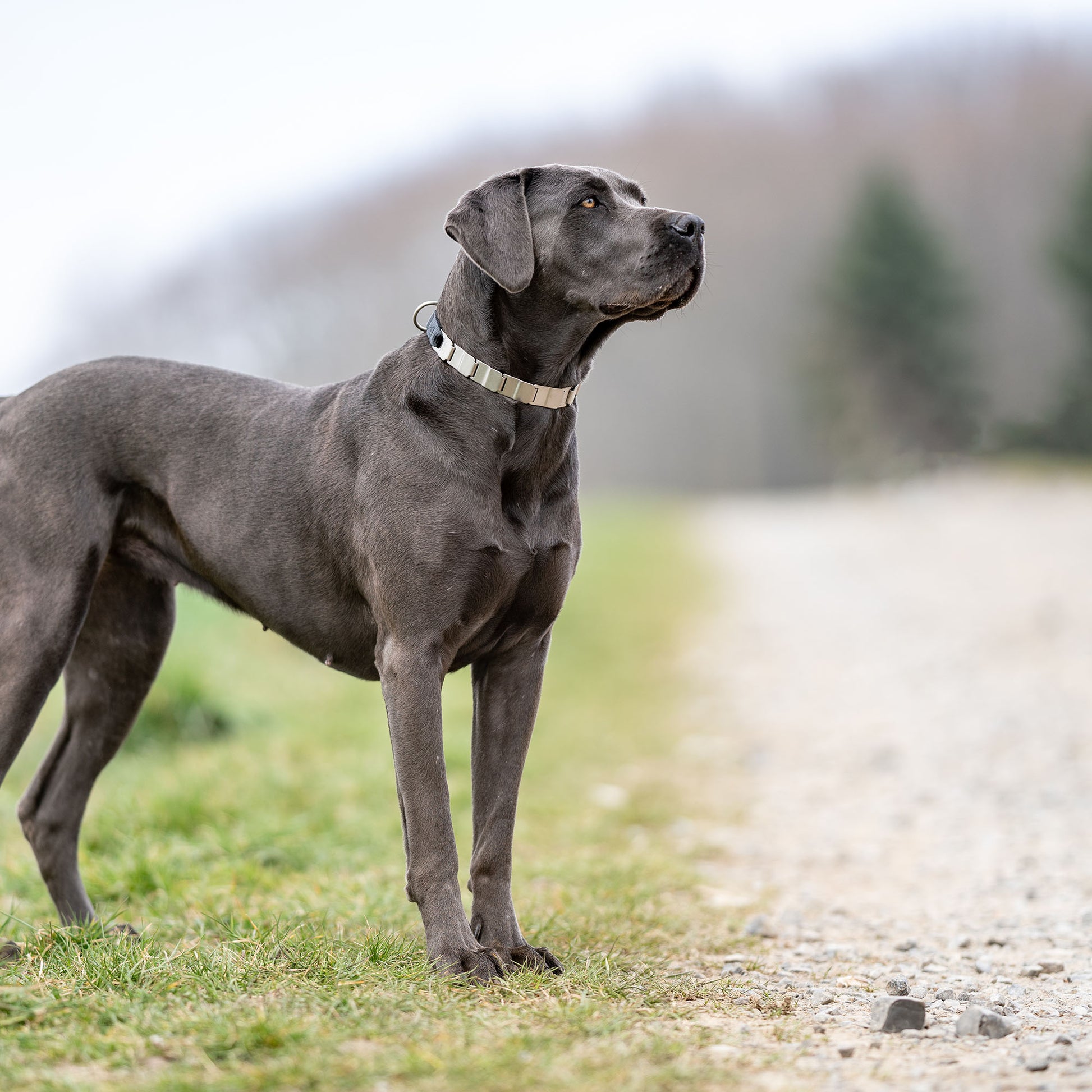 schwarzer Hund mit NeckTech Fun Halsband Edelstahl matt