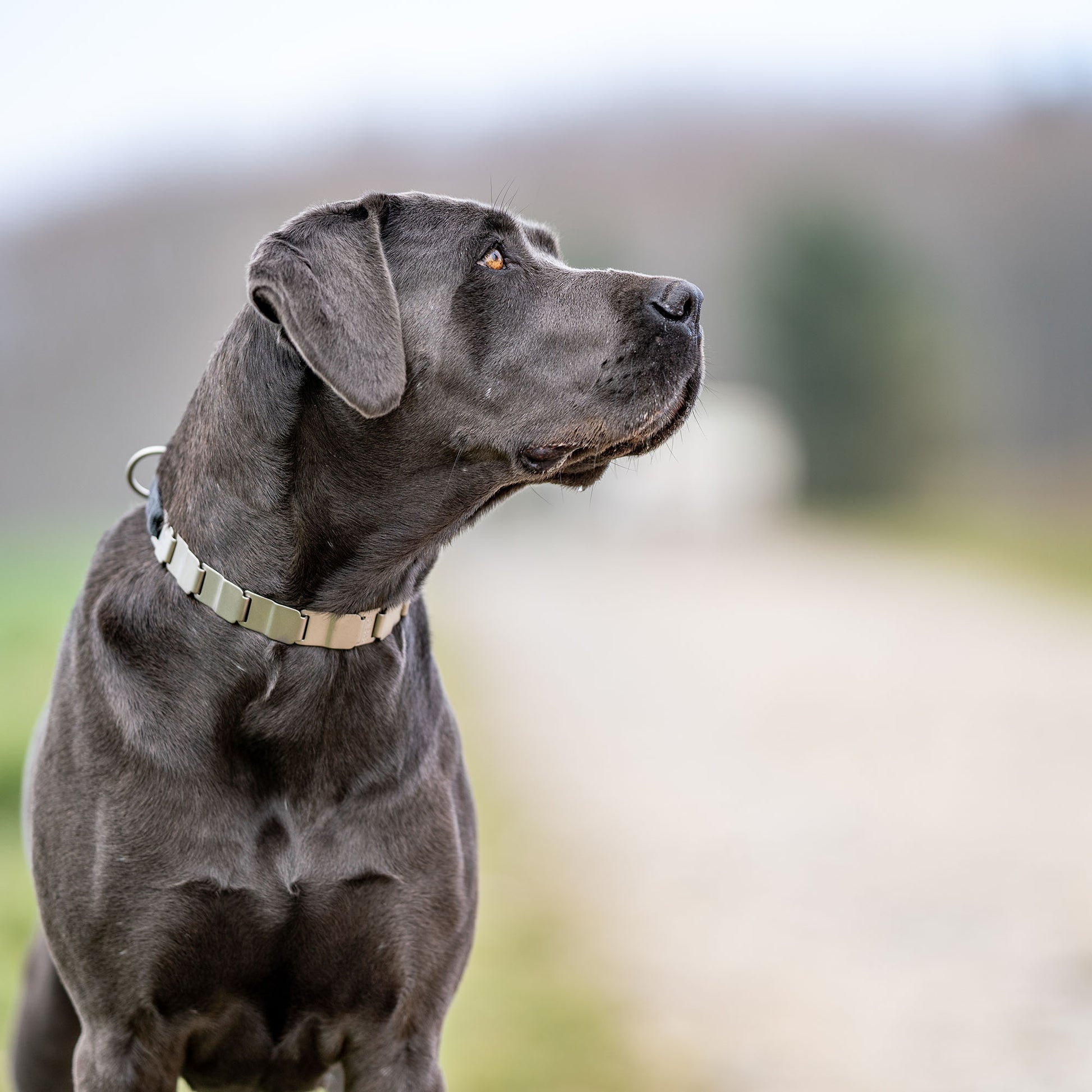 schwarzer Hund mit NeckTech Fun Halsband Edelstahl matt