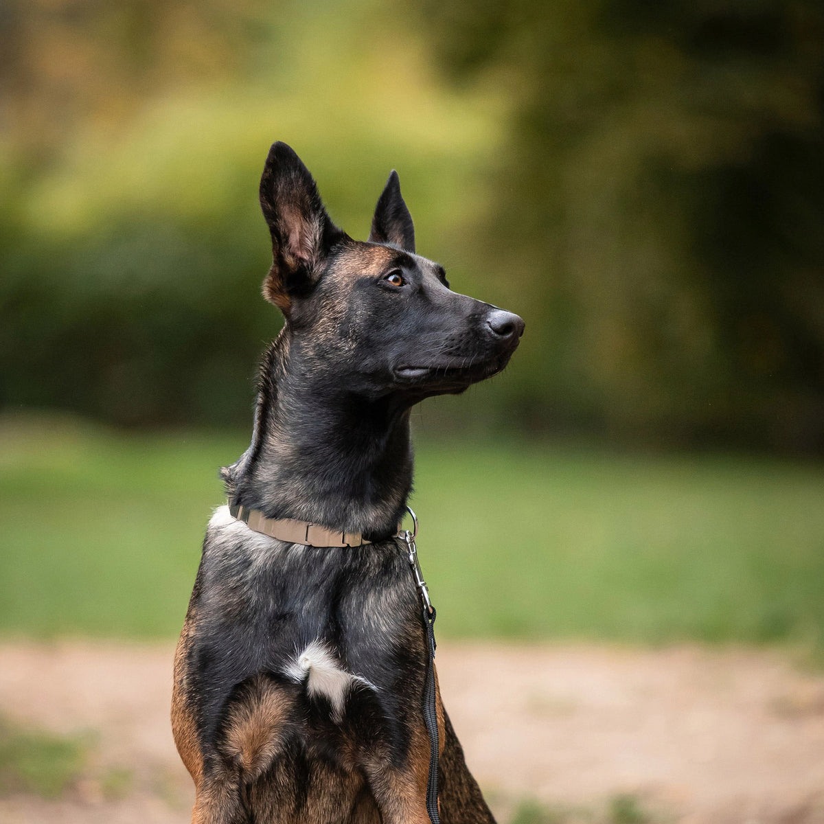 Hund mit NeckTech Fun Halsband