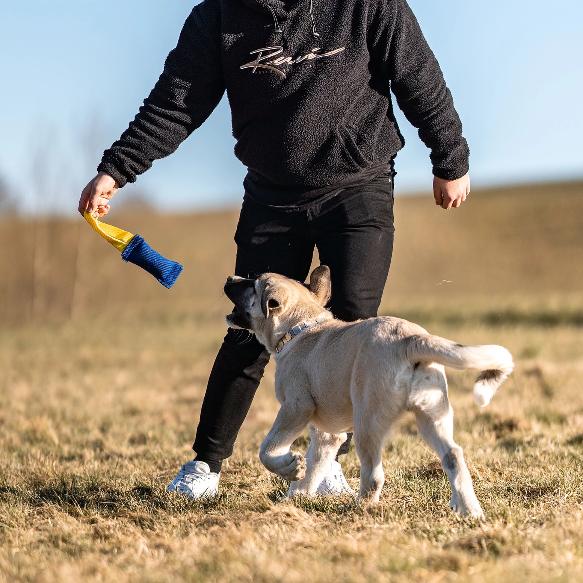 Hund mit NeckTech Fun Halsband, und XS Baumwoll Bringsel spielend