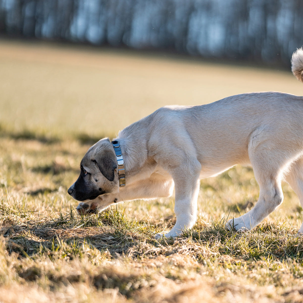 Hund mit NeckTech Fun Halsband auf der Wiese