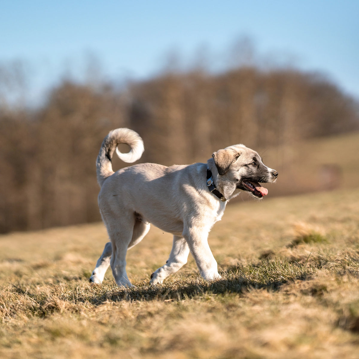 Hund mit NeckTech Fun Halsband auf der Wiese