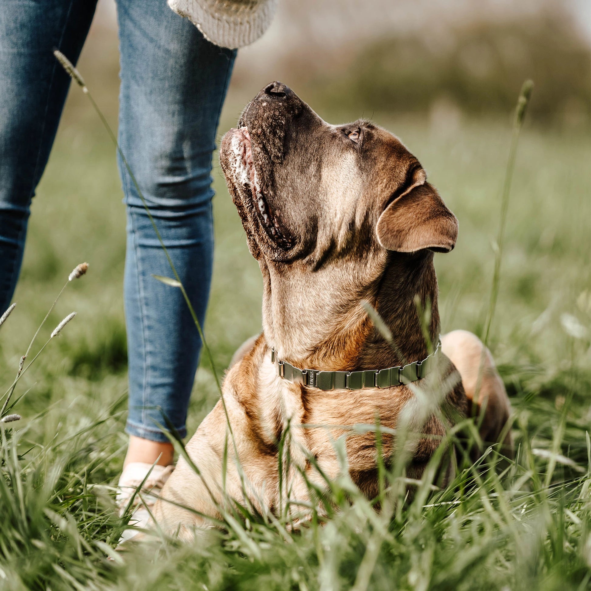 Hund mit NeckTech Fun Halsband in der Wiese liegend