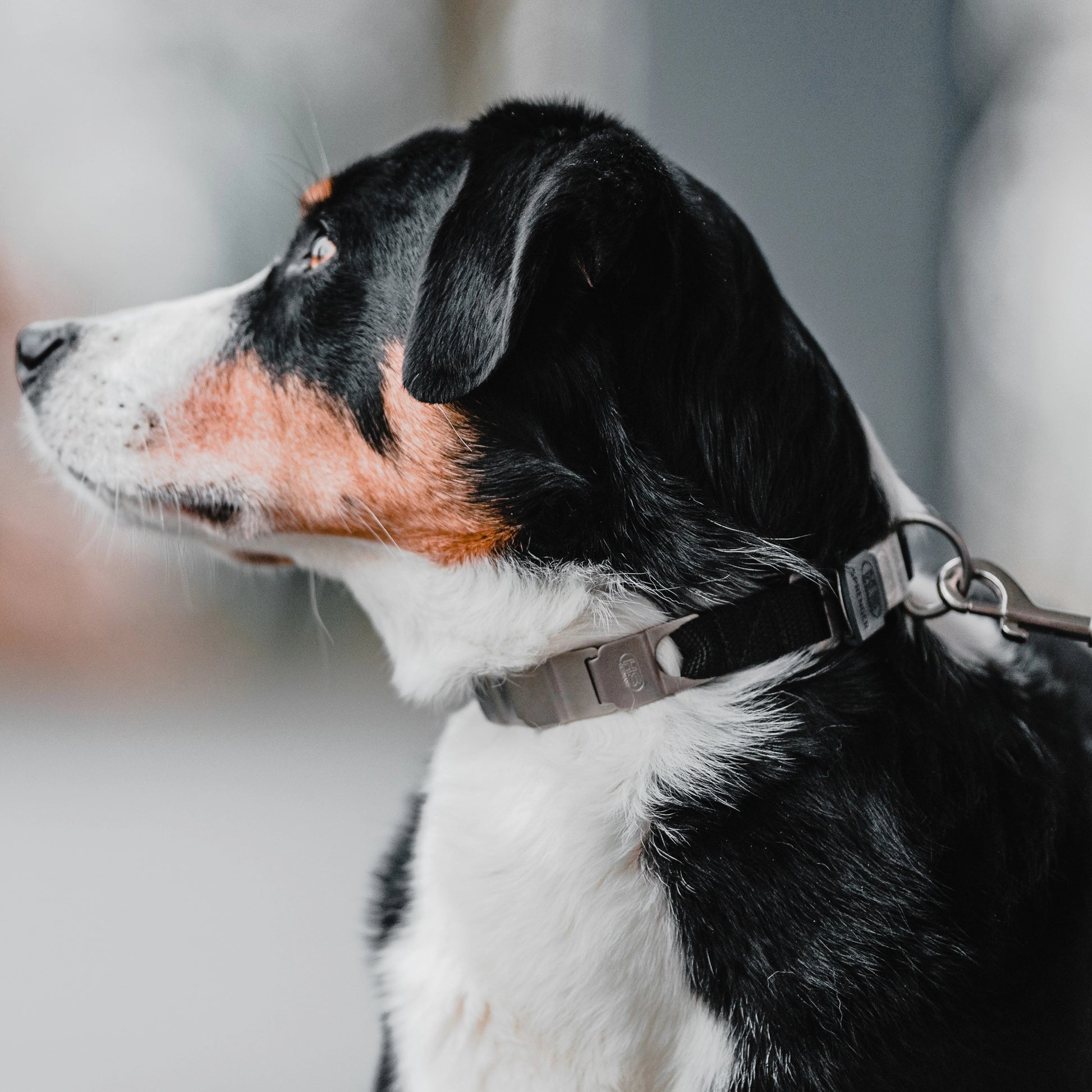 Hund mit Neckech Fun Halsband